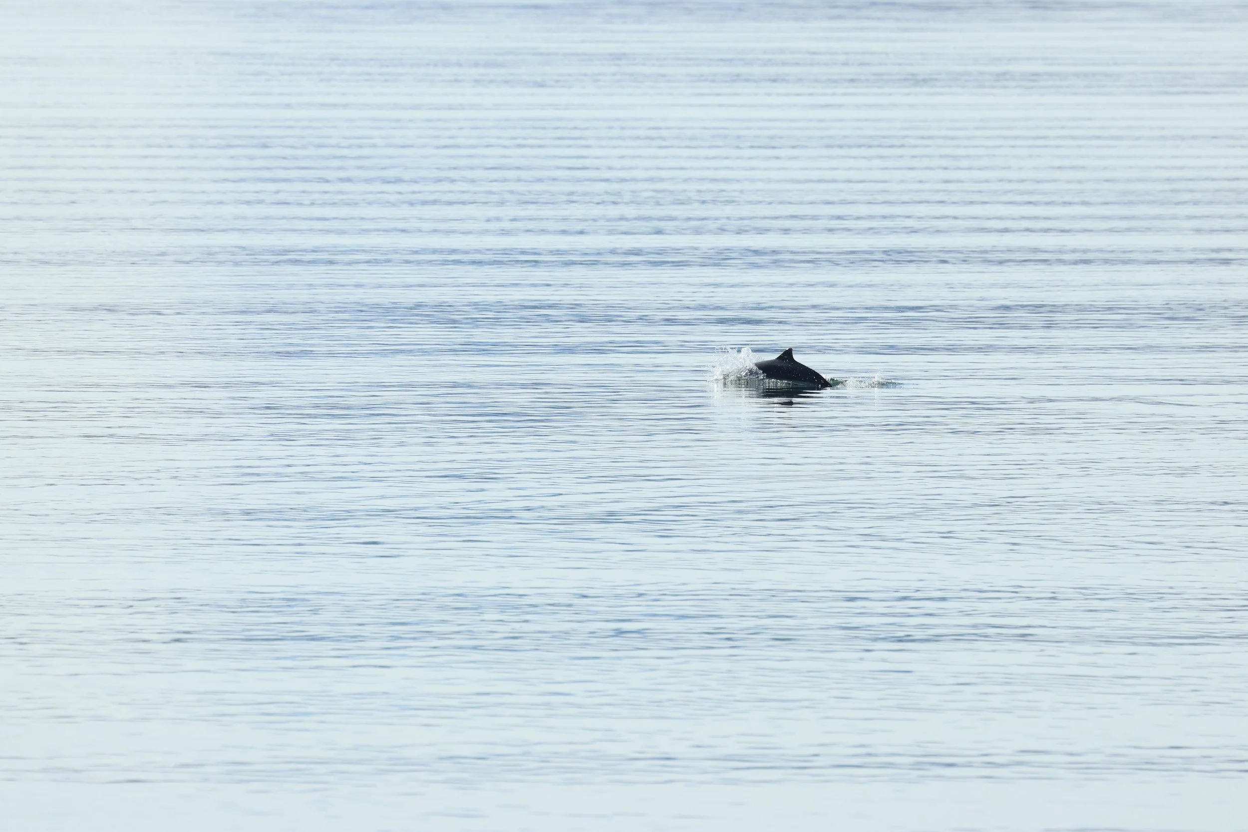 2026_04_19_0900_KON_GISELA (72).JPG