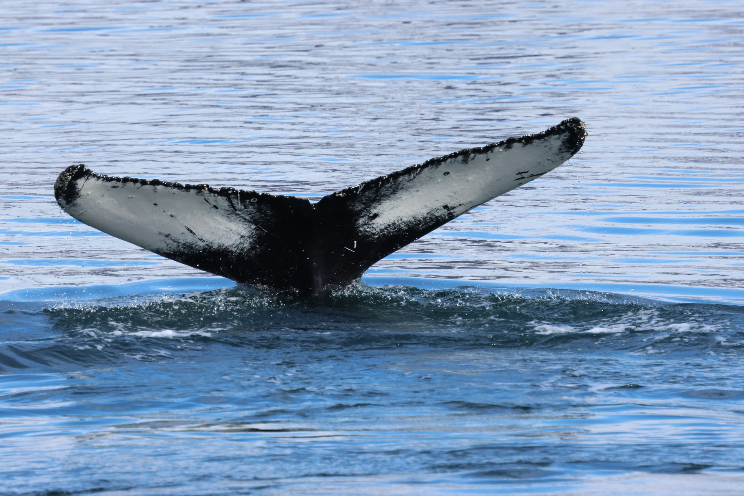 2026_04_20_1300_KON_GISELA (75).JPG