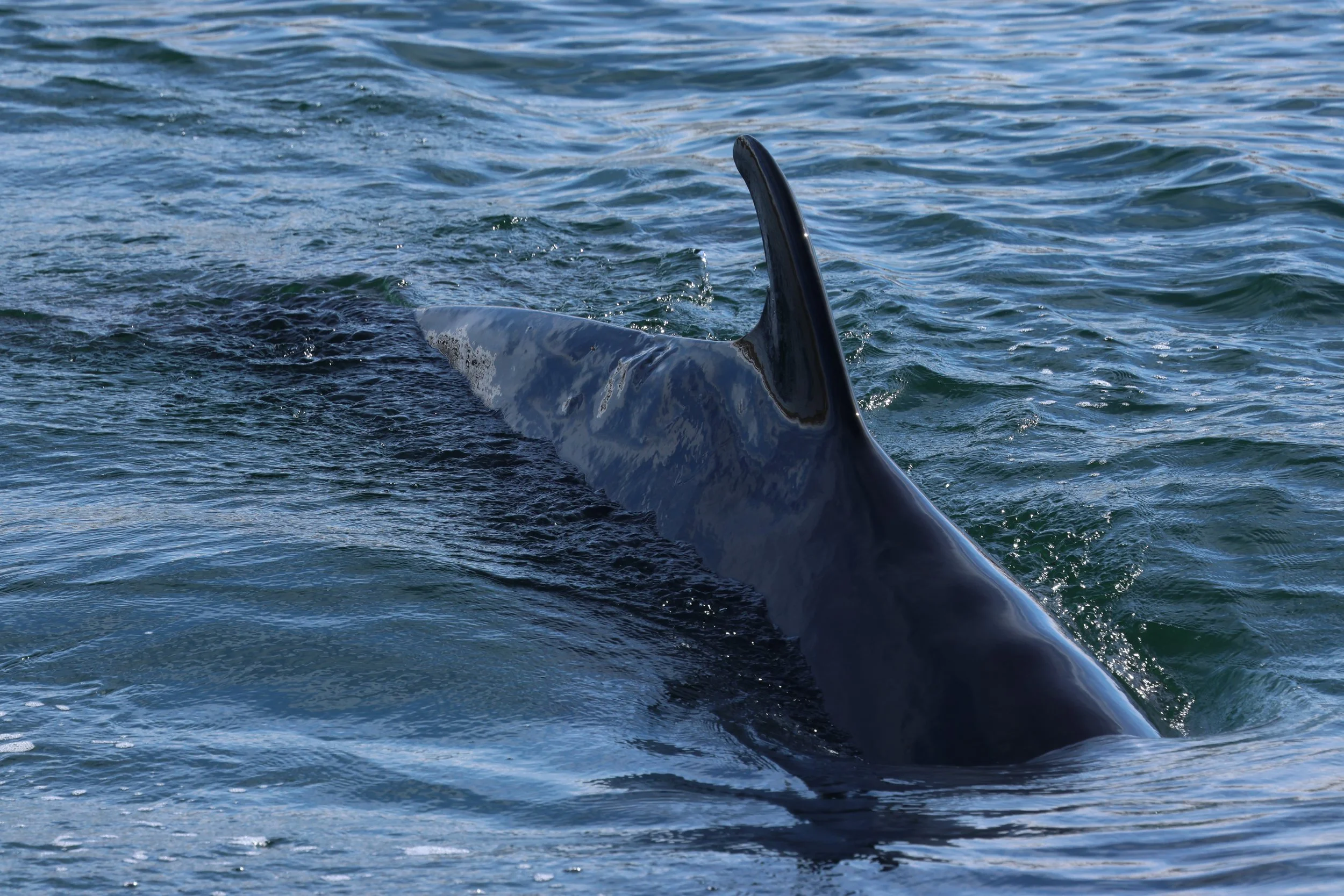 2026_04_20_1300_KON_GISELA (17).JPG