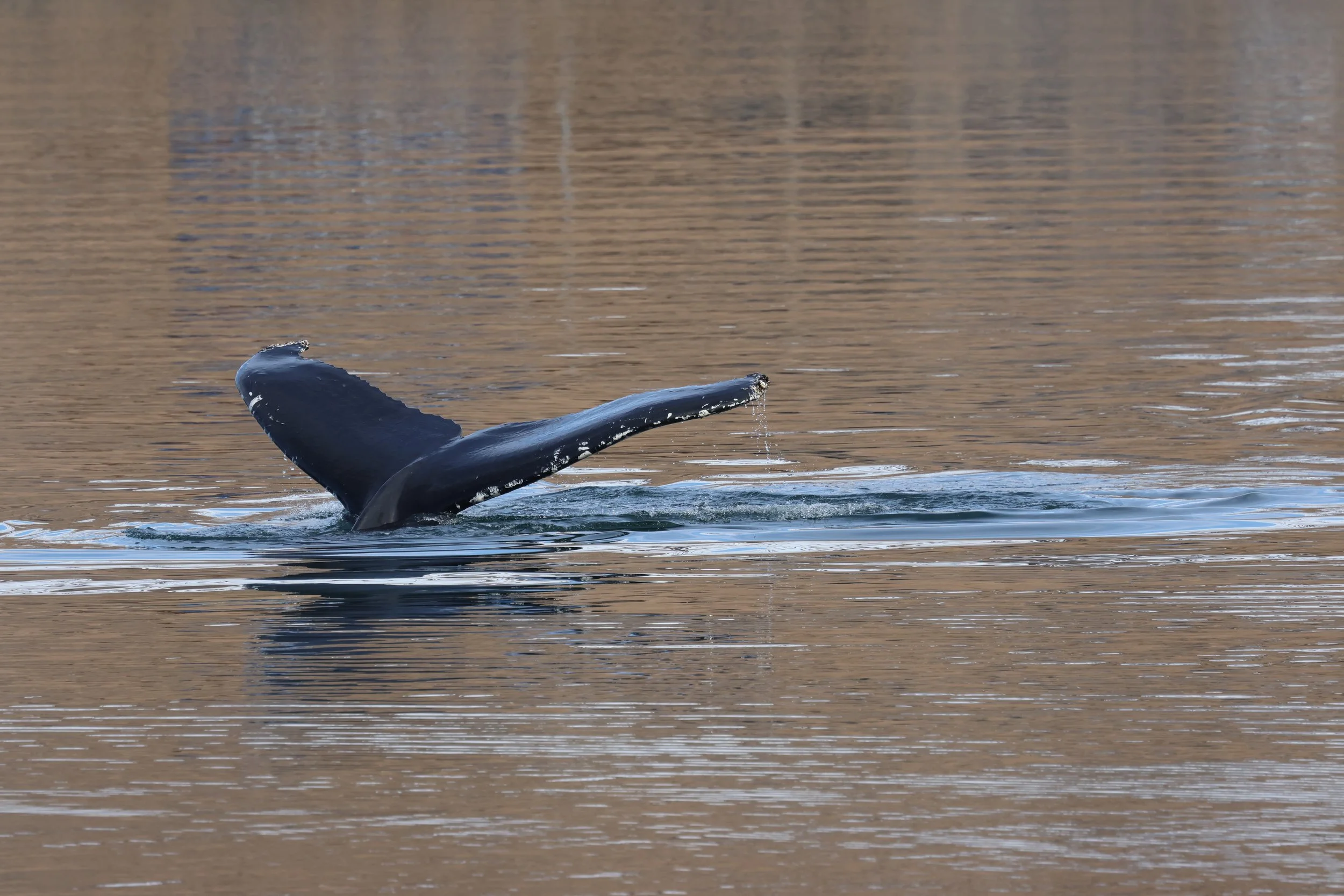 2026_04_20_1300_KON_GISELA (80).JPG