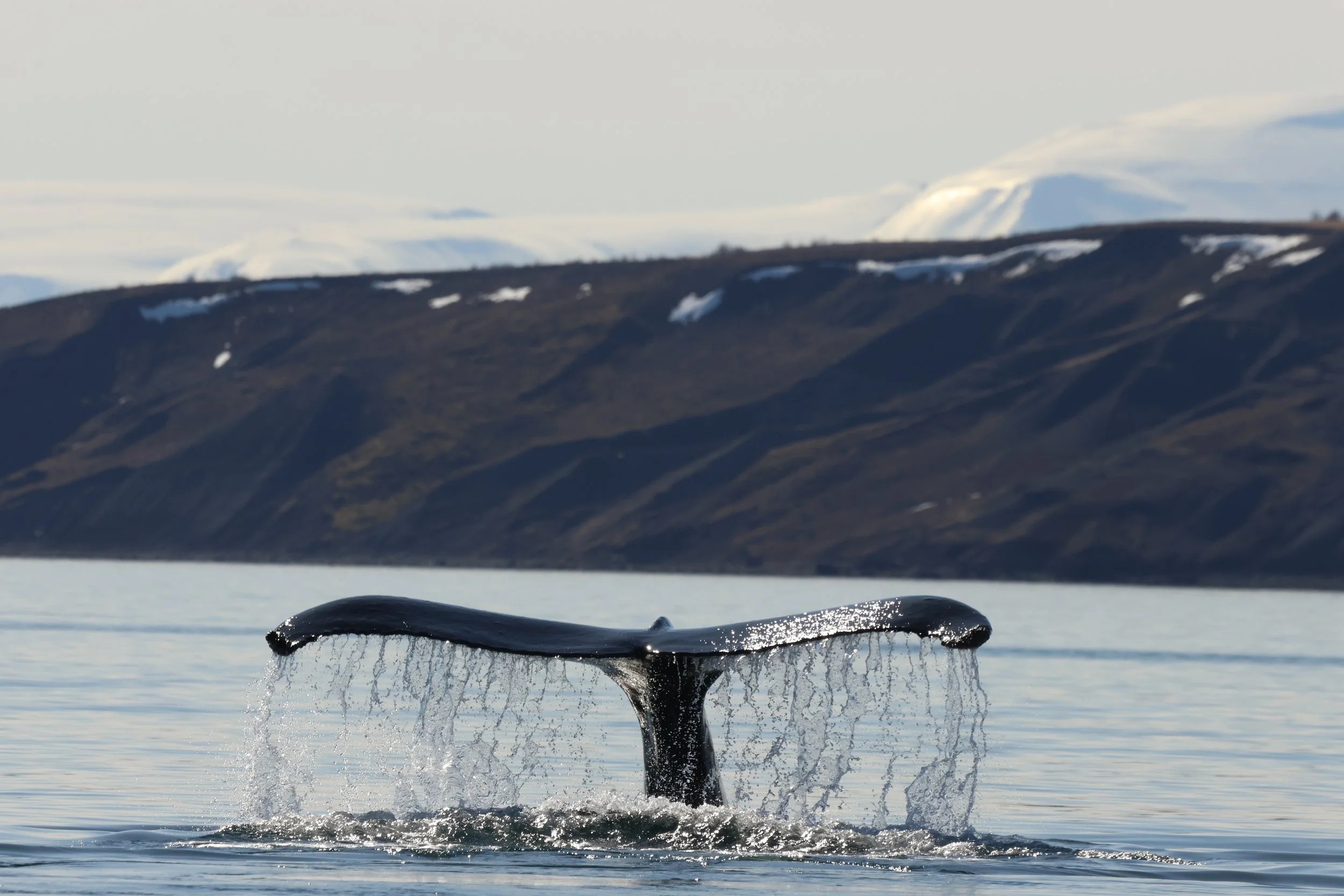 2026_04_21_1000_DIP_JACOB (18).JPG