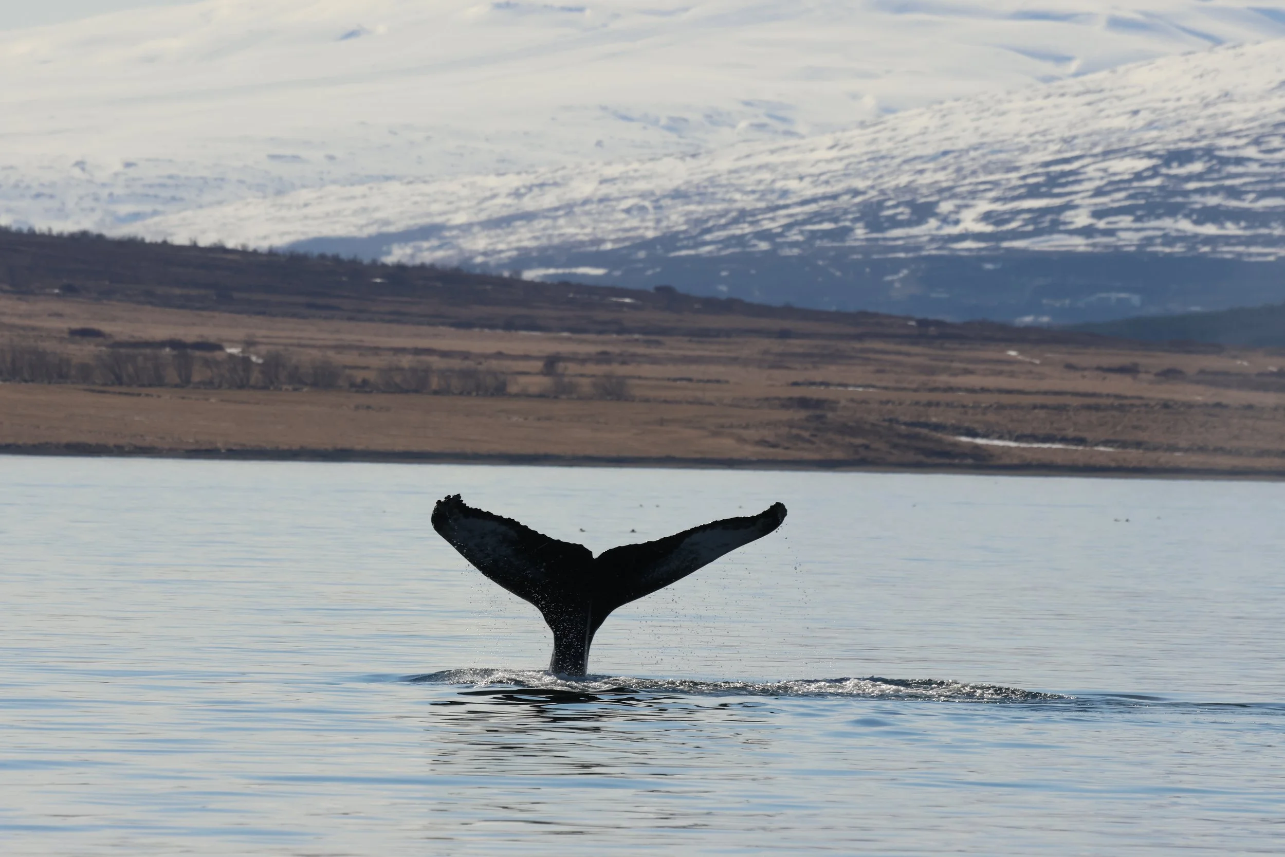 2026_04_21_1000_DIP_JACOB (29).JPG