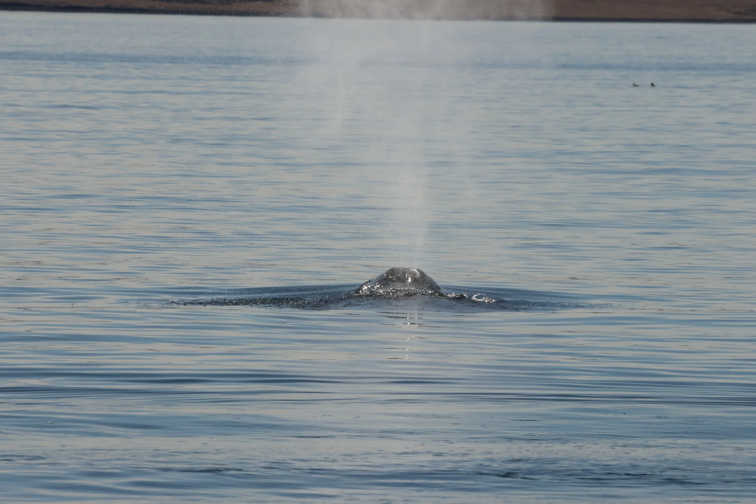 2026_04_21_1000_DIP_JACOB (17).JPG