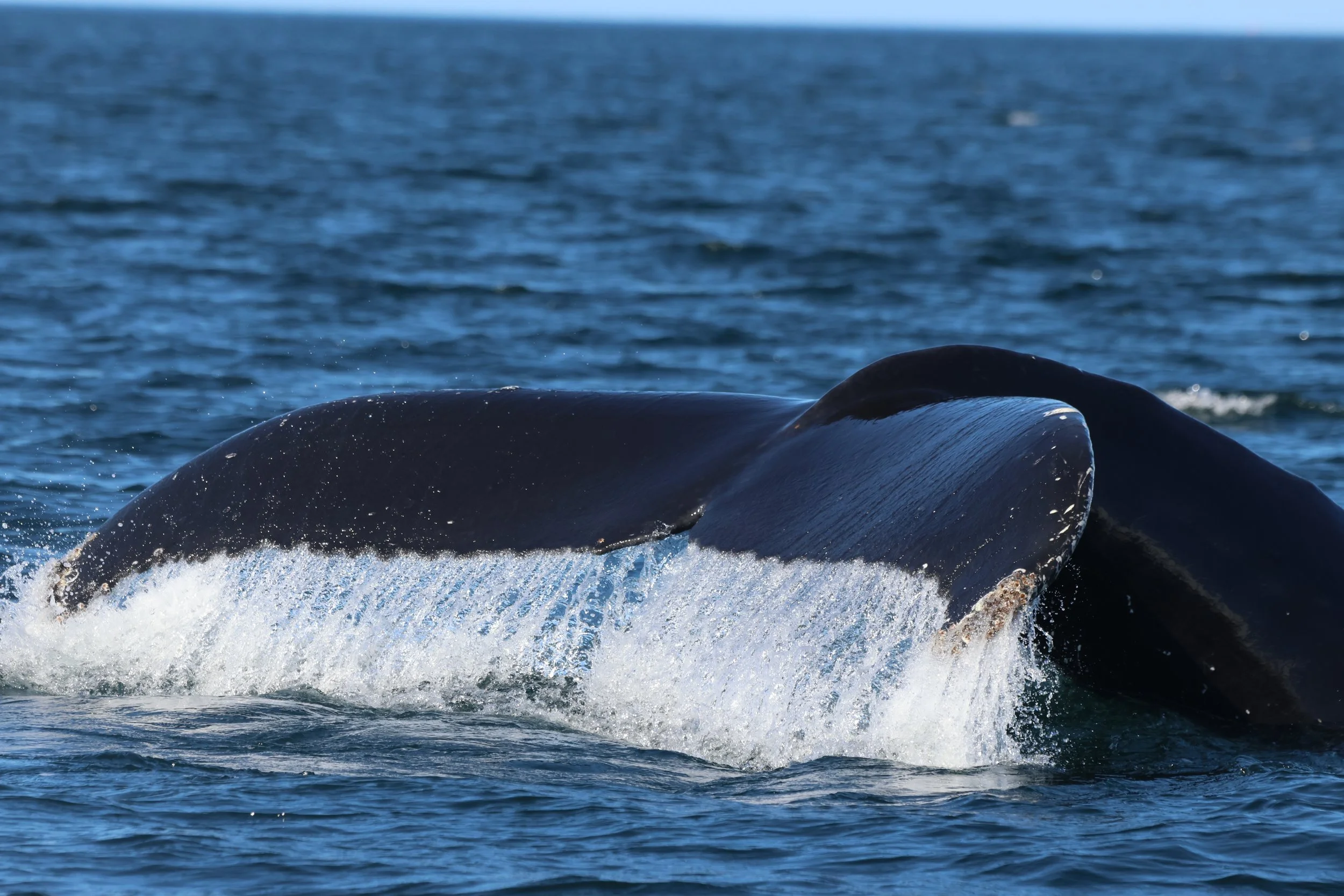 2026_04_22_1300_DIP_JACOB (16).JPG