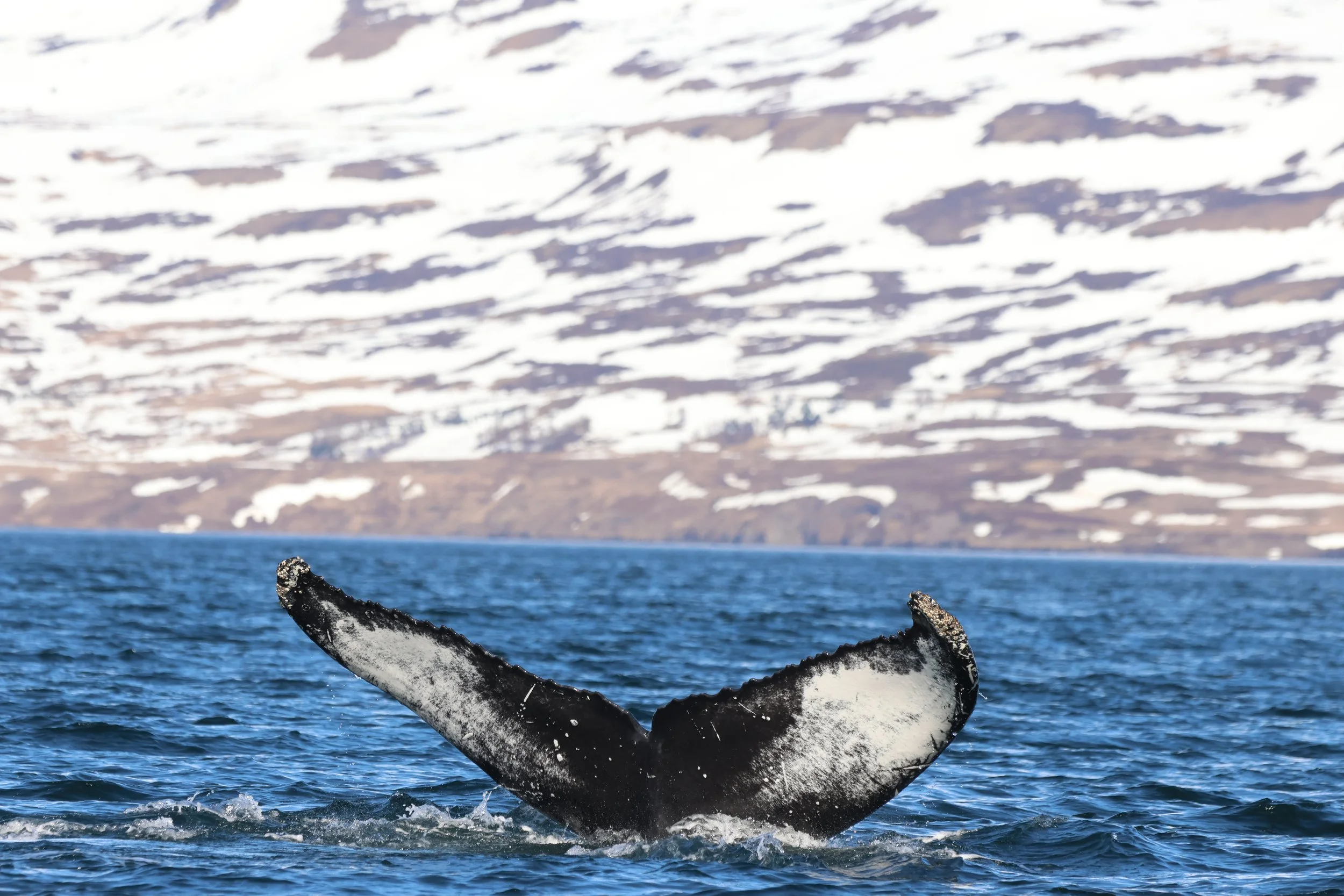 2026_04_22_1300_DIP_JACOB (25).JPG