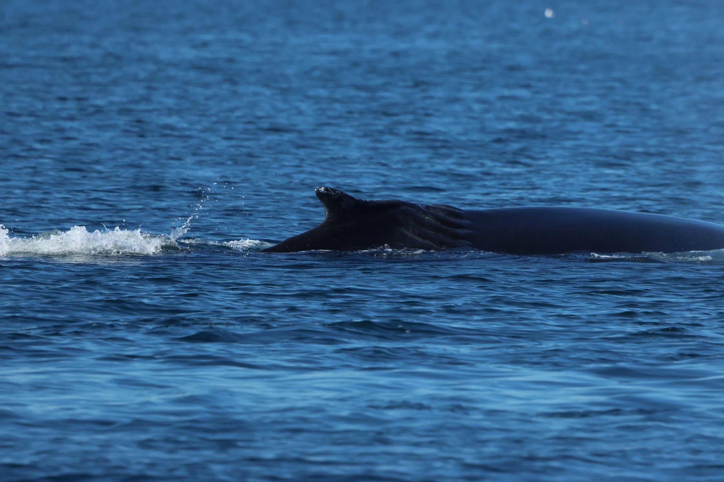 2026_04_22_1400_DIP_GISELA (22).JPG