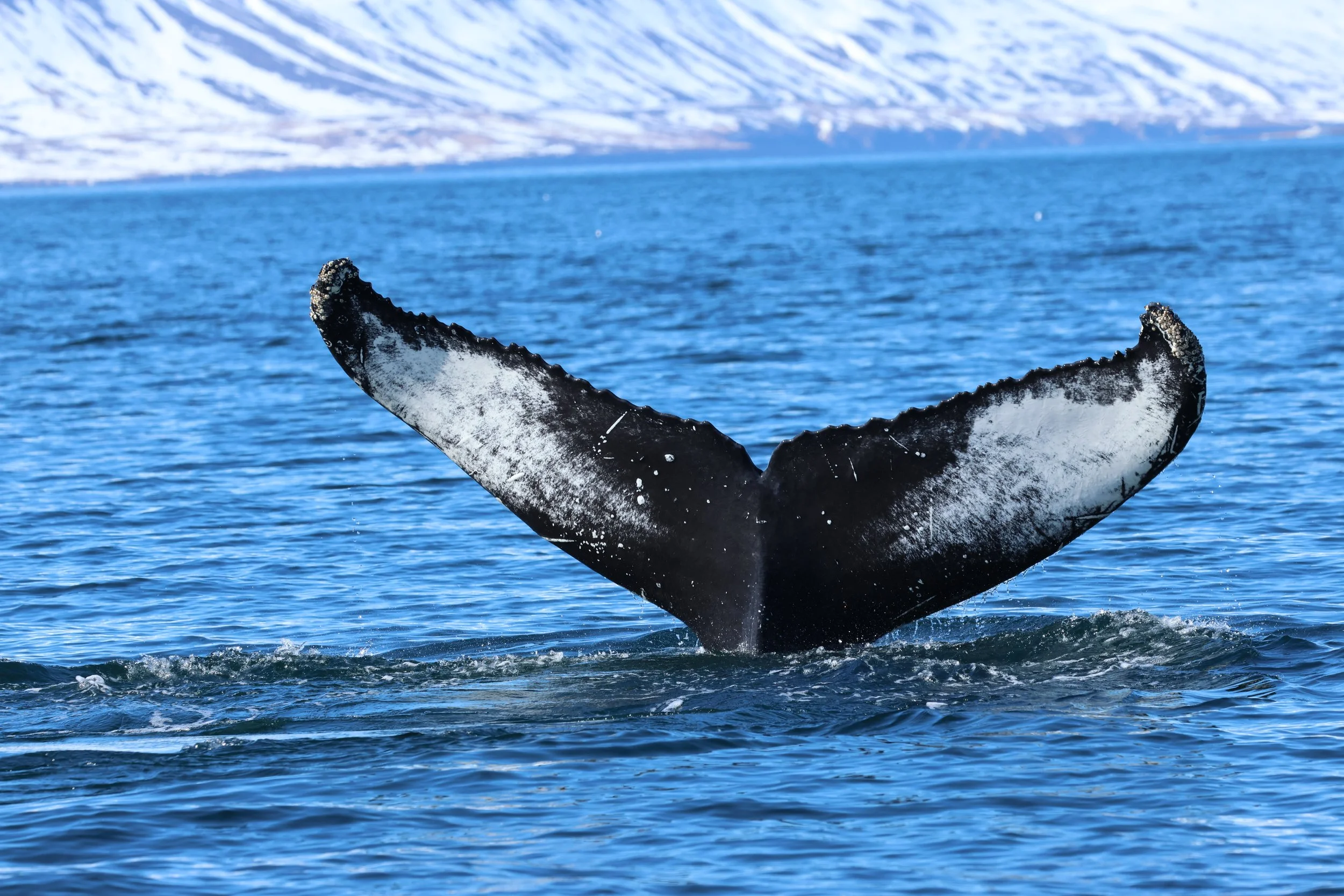 2026_04_22_1400_DIP_GISELA (37).JPG