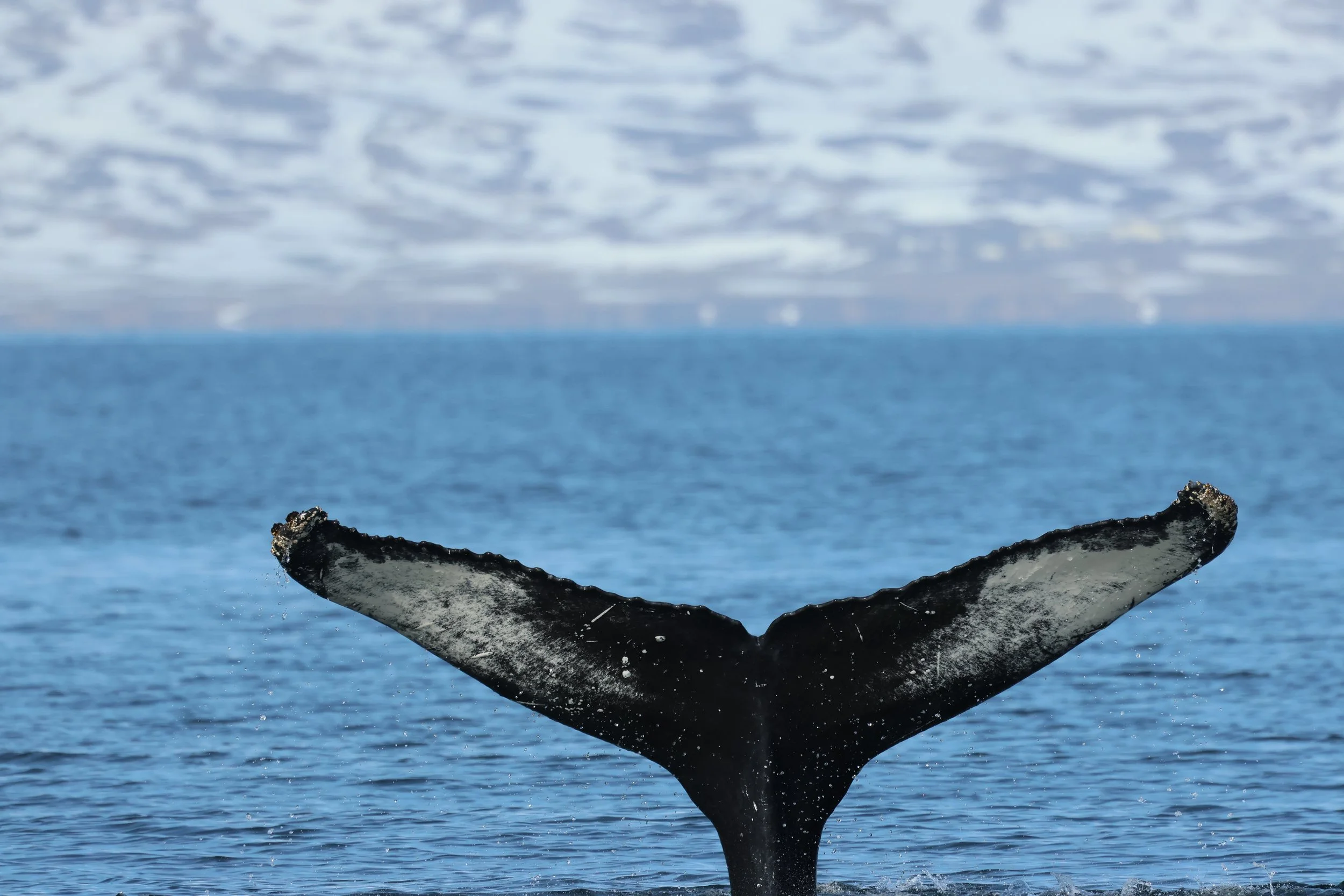 2026_04_23_0900_DIP_GISELA (32).JPG