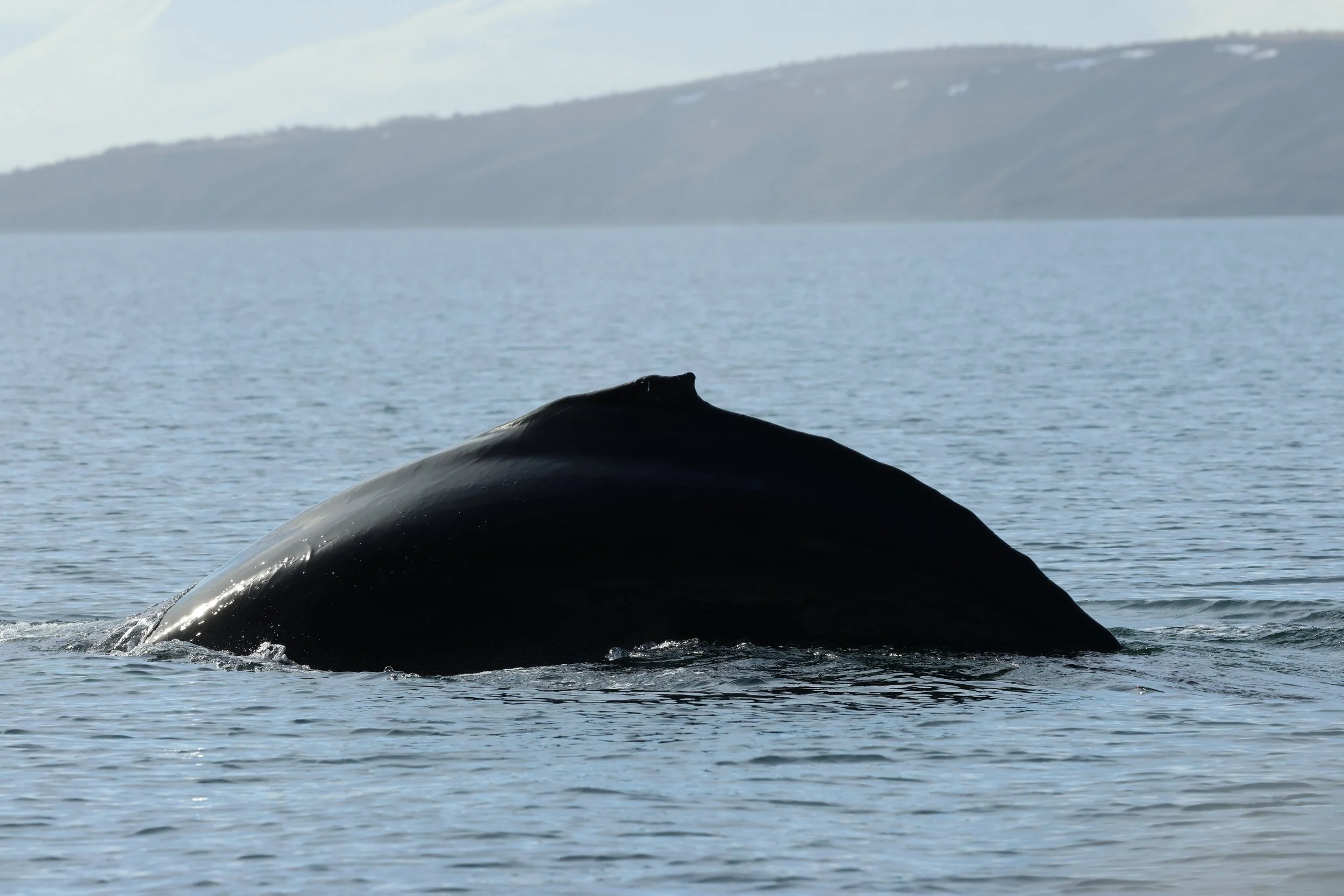 2026_04_23_0900_DIP_GISELA (19).JPG