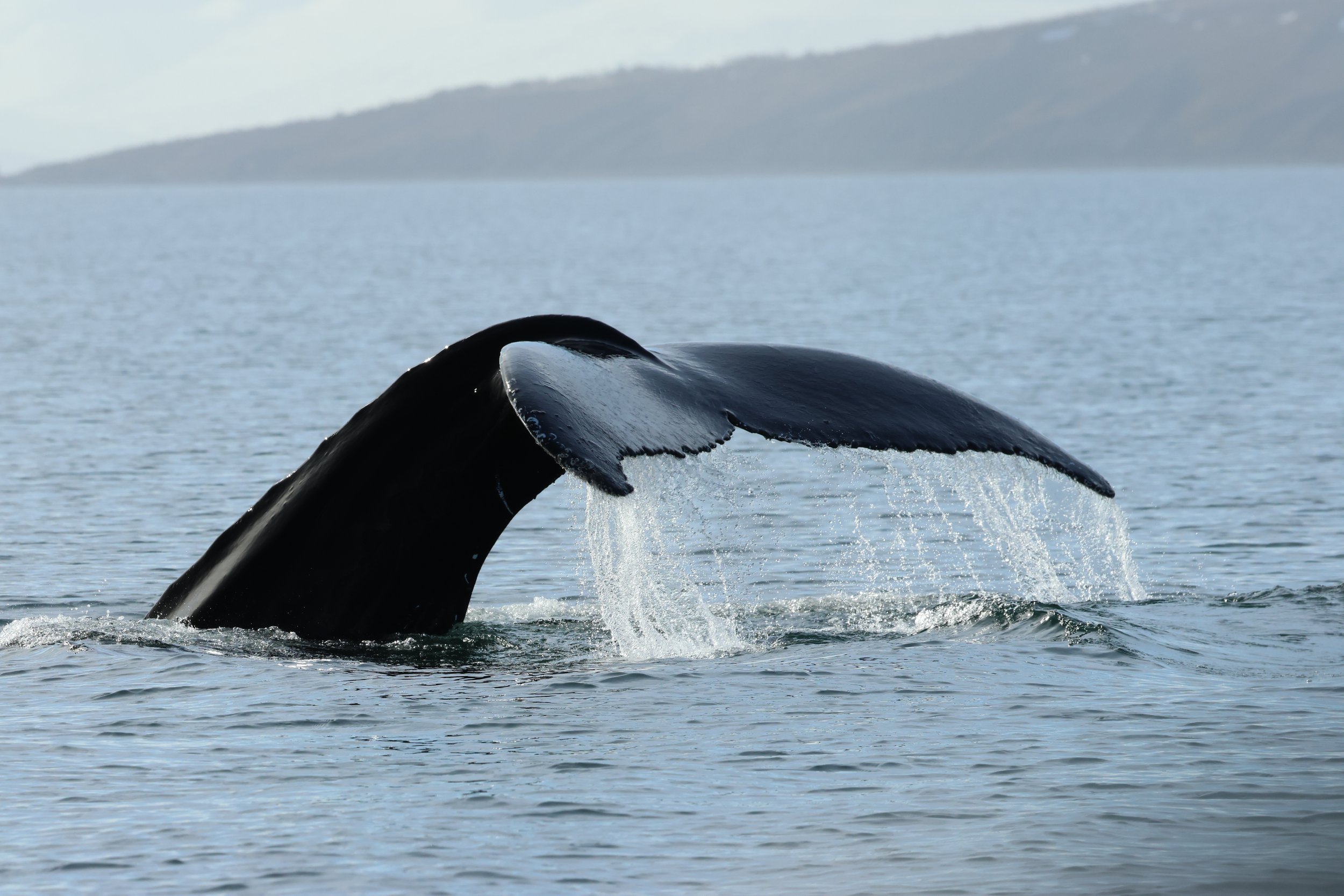 2026_04_23_0900_DIP_GISELA (20).JPG