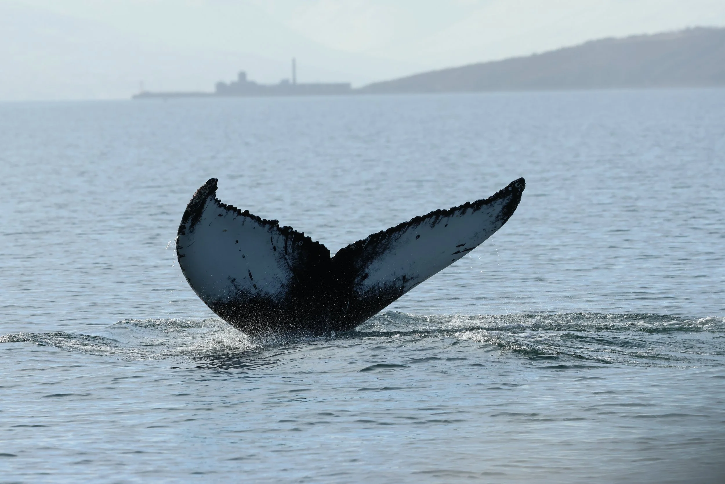 2026_04_23_0900_DIP_GISELA (21).JPG