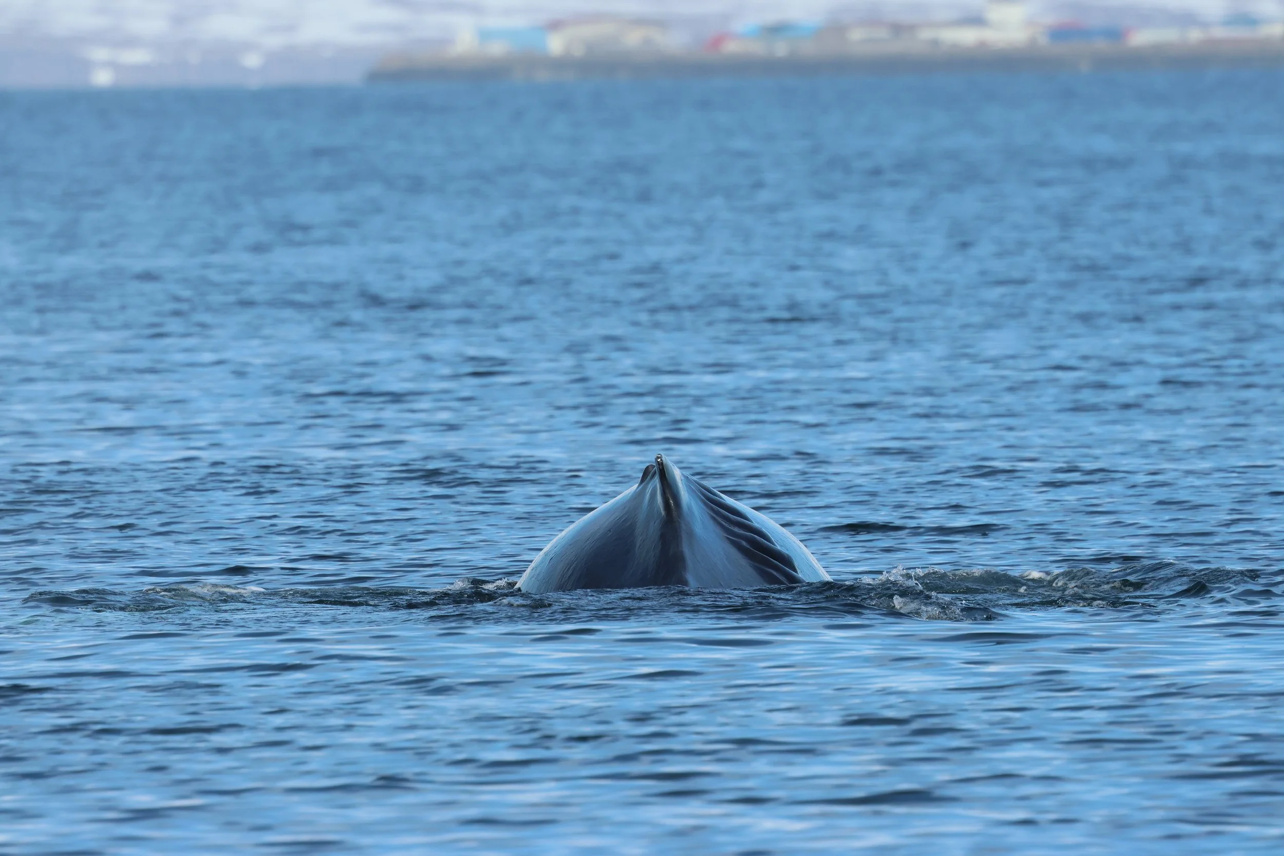 2026_04_23_0900_DIP_GISELA (27).JPG