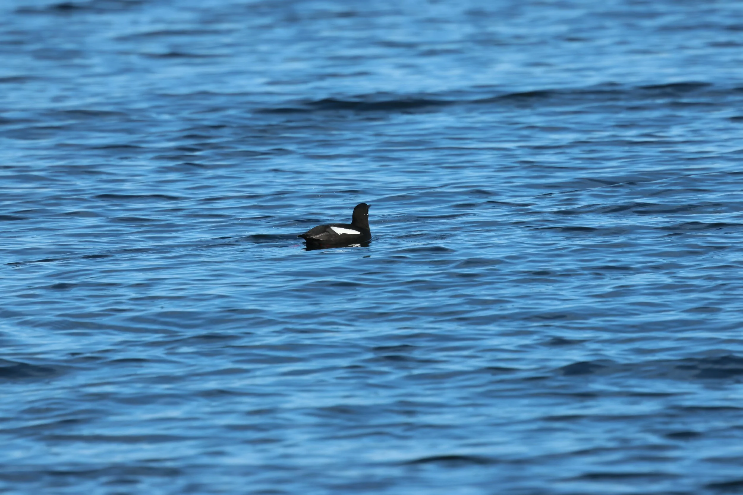 2026_04_23_0900_DIP_GISELA (30).JPG