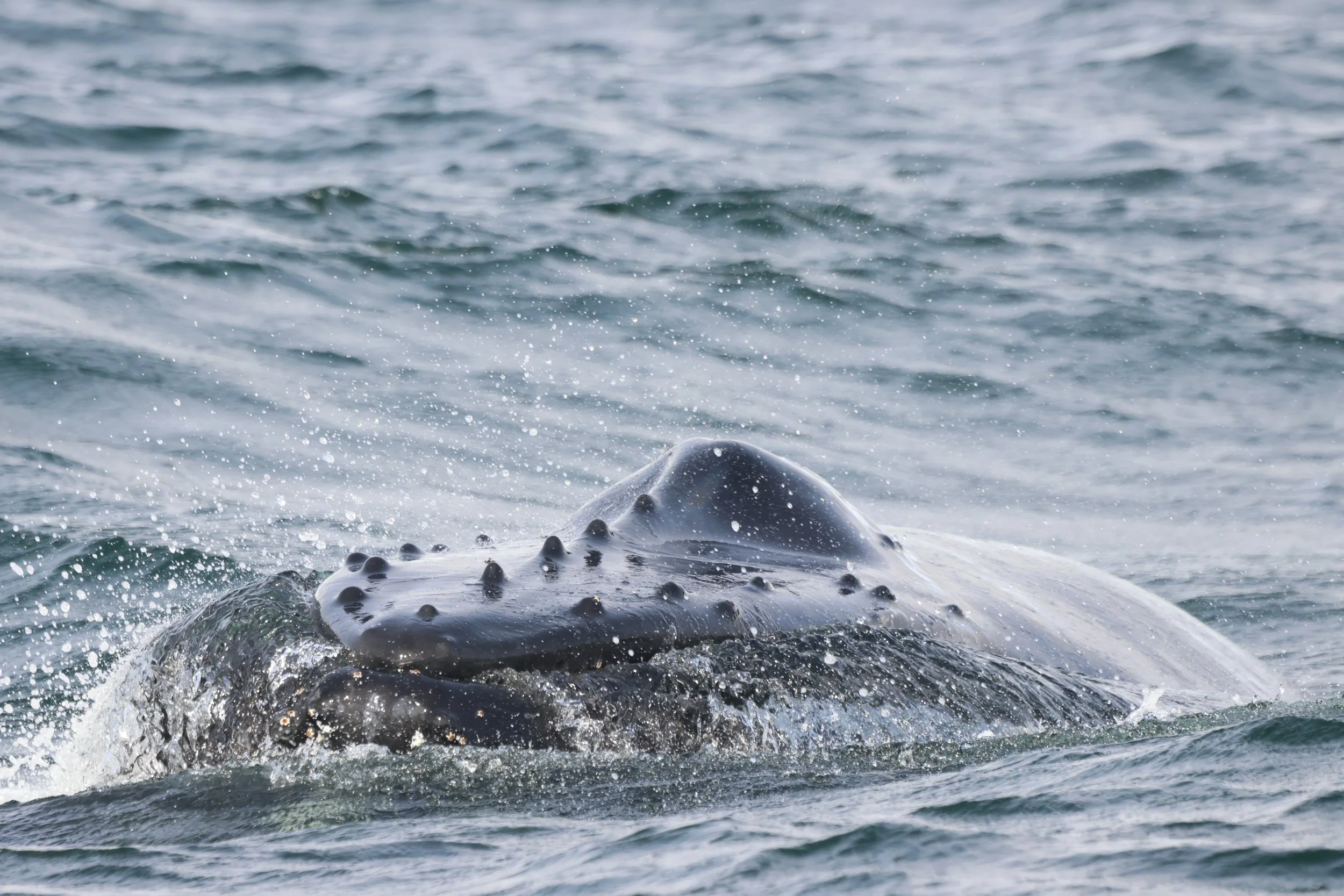 2026_04_24_1400_DIP_JACOB (50).JPG