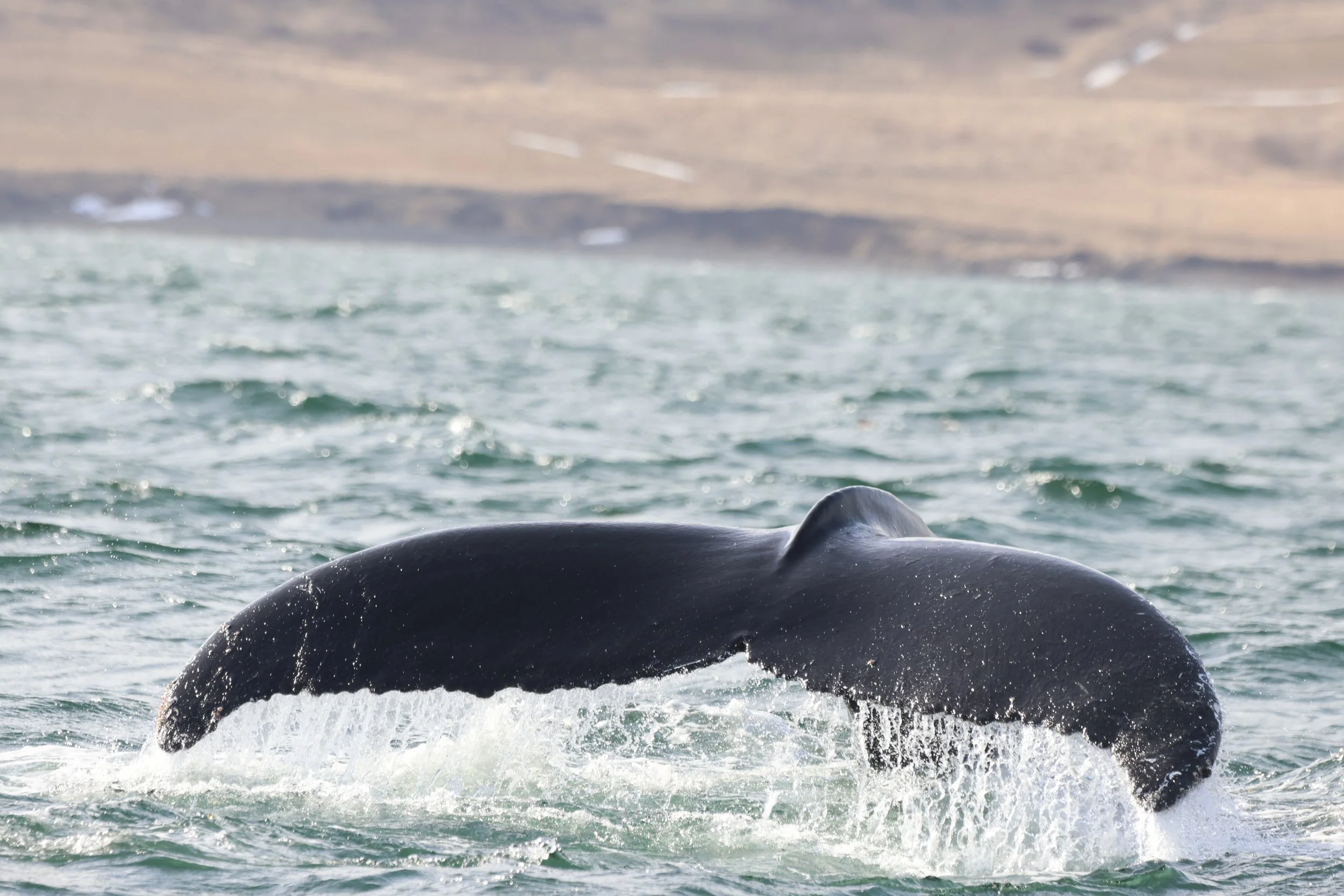 2026_04_24_1400_DIP_JACOB (40).JPG