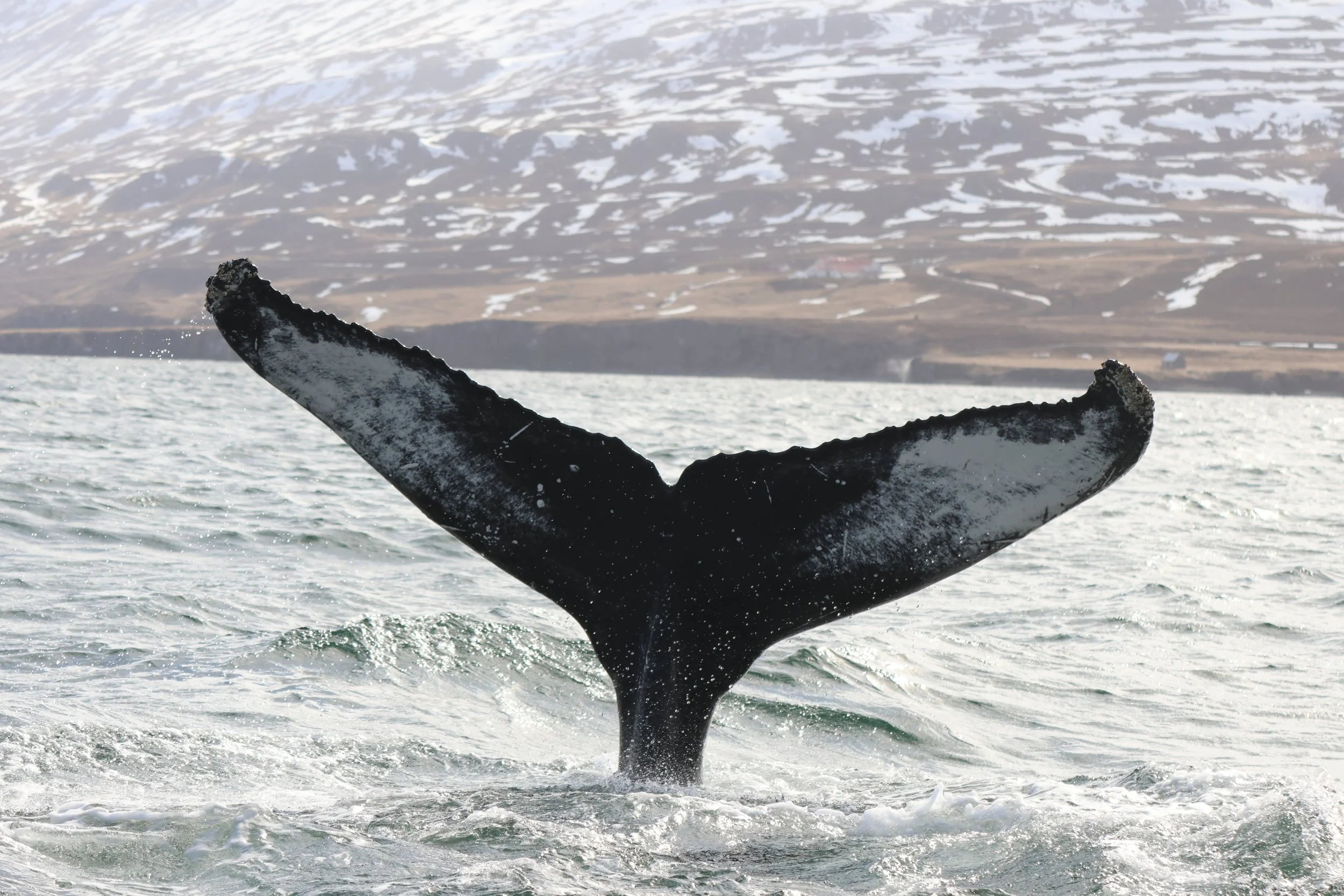 2026_04_24_1400_DIP_JACOB (29).JPG