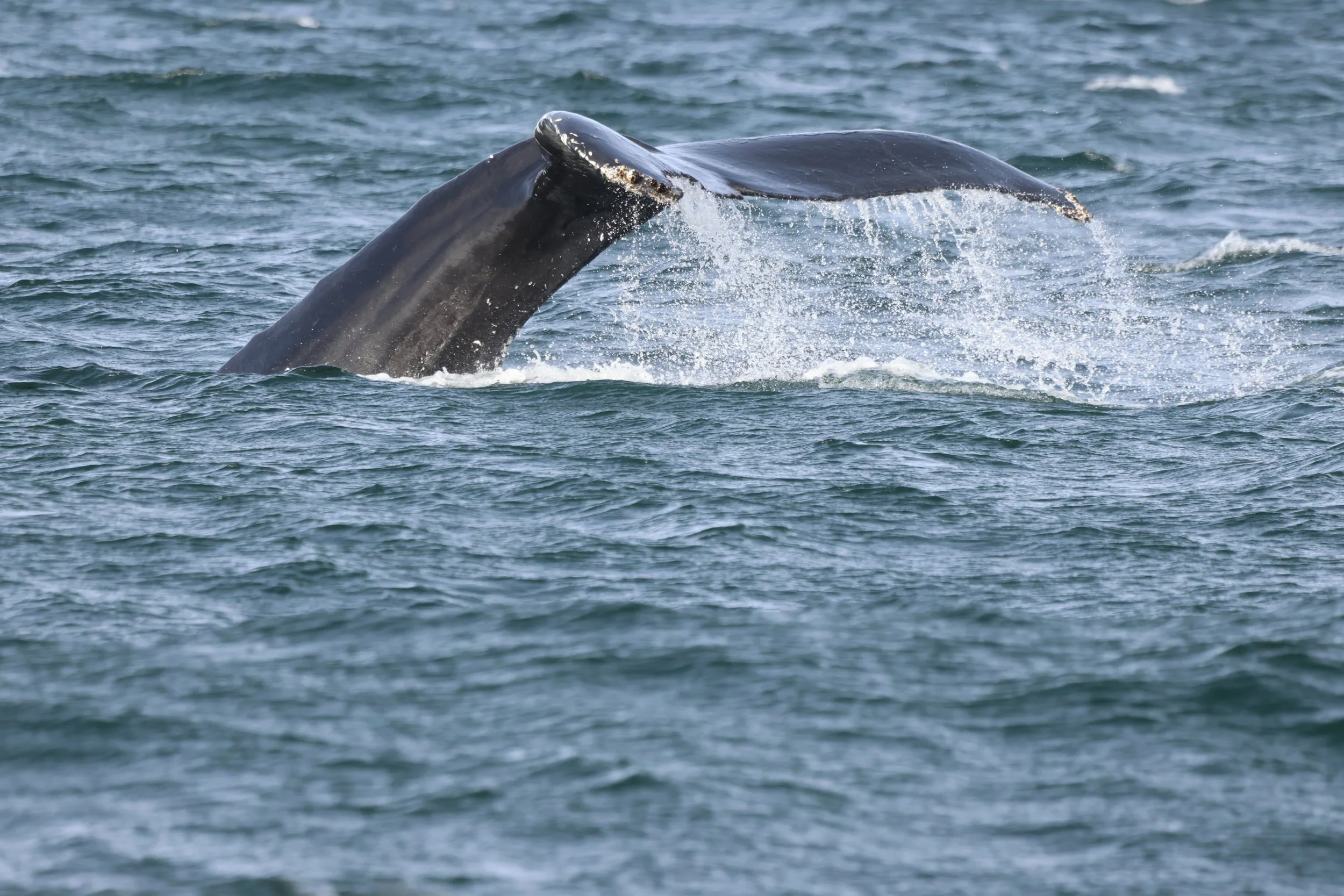 2026_04_24_1400_DIP_JACOB (6).JPG