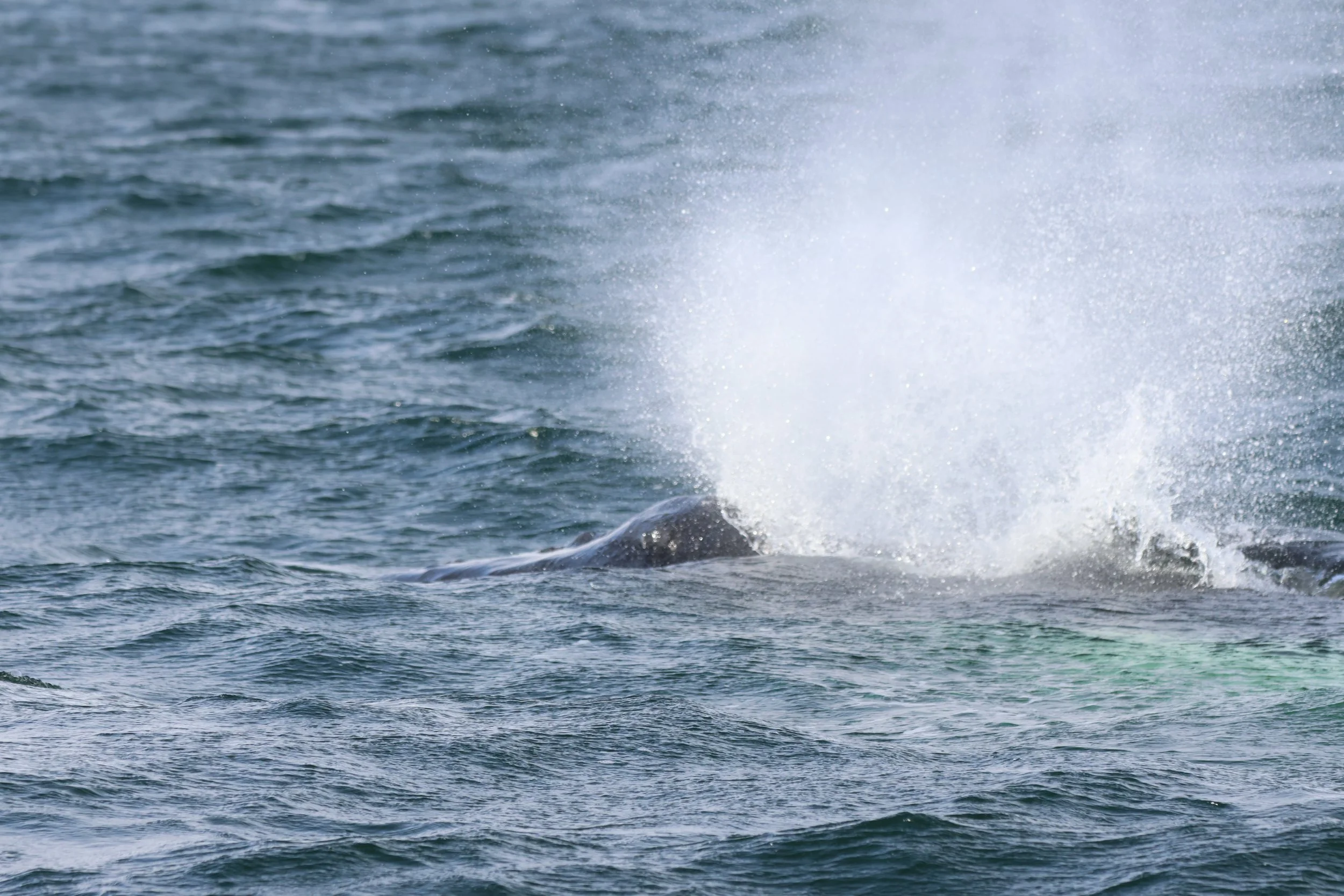 2026_04_24_1400_DIP_JACOB (10).JPG