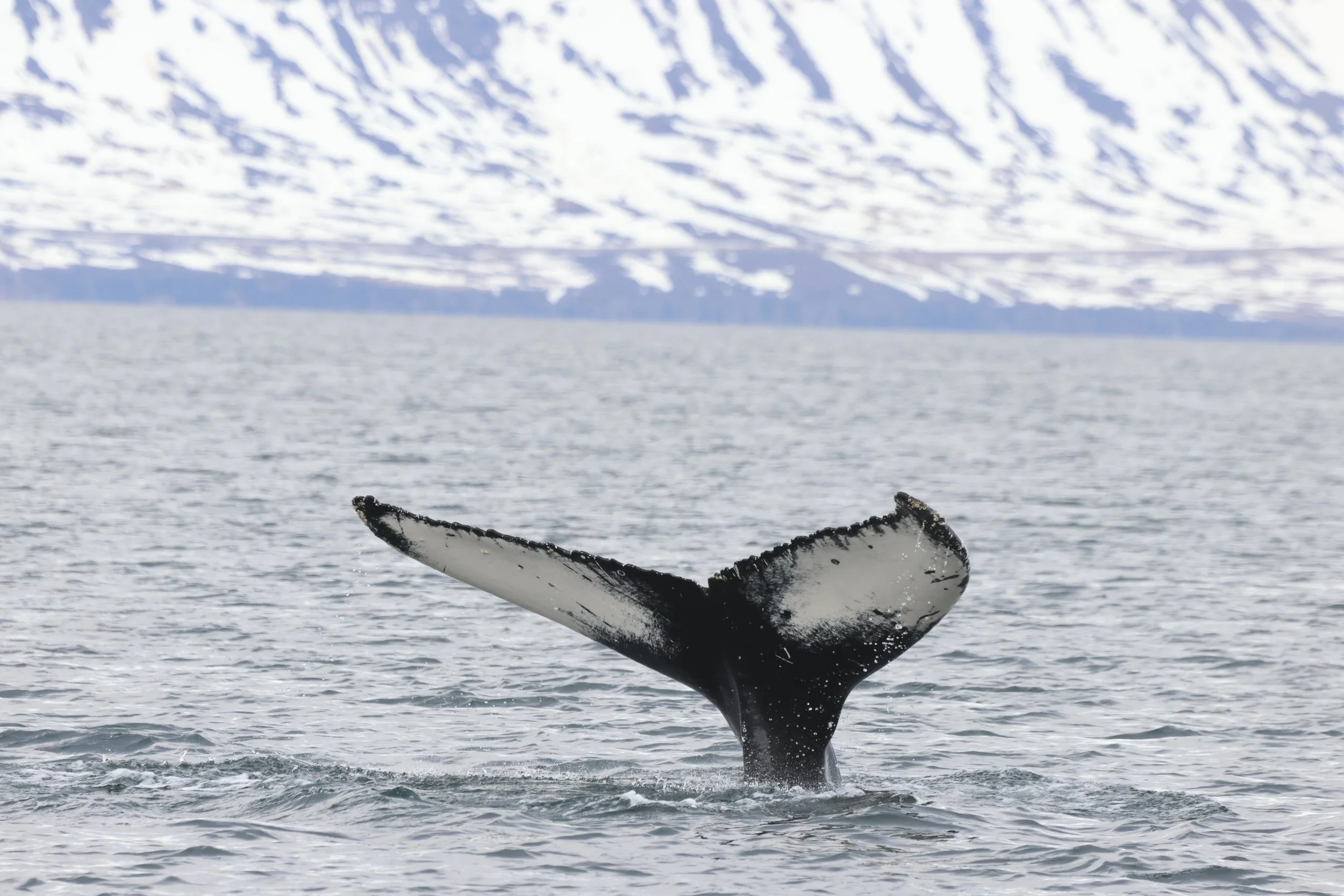 2026_04_25_0900_KON_JACOB (24).JPG