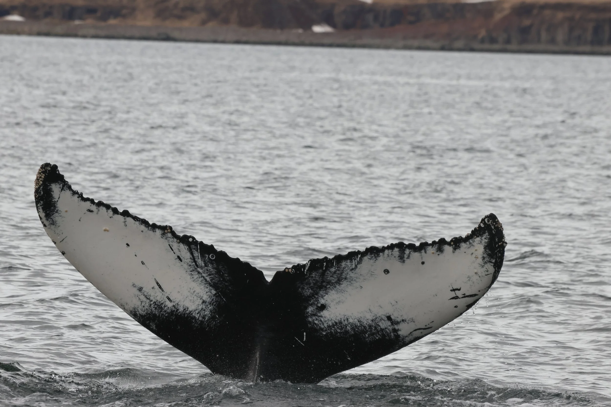 2026_04_25_0900_KON_JACOB (36).JPG