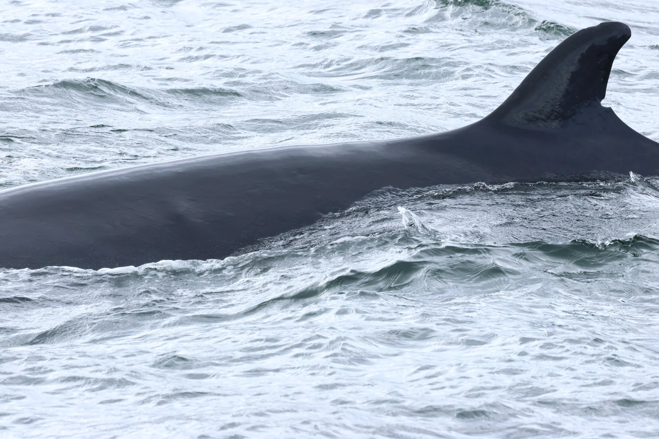 2026_04_26_1300_KON_GISELA (38).JPG