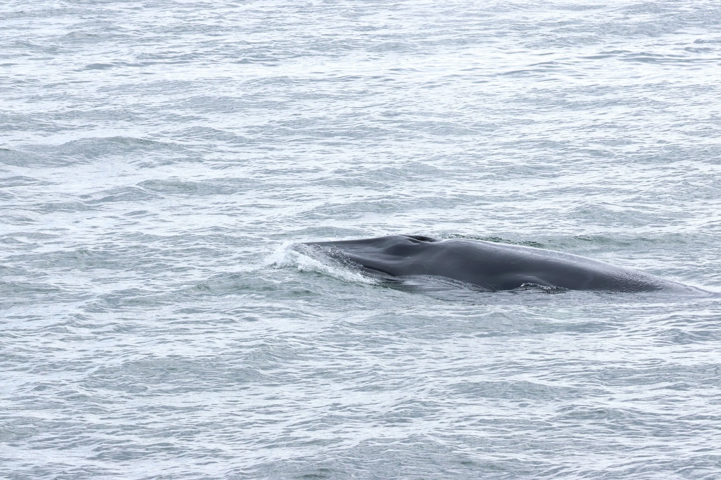 2026_04_26_1300_KON_GISELA (40).JPG