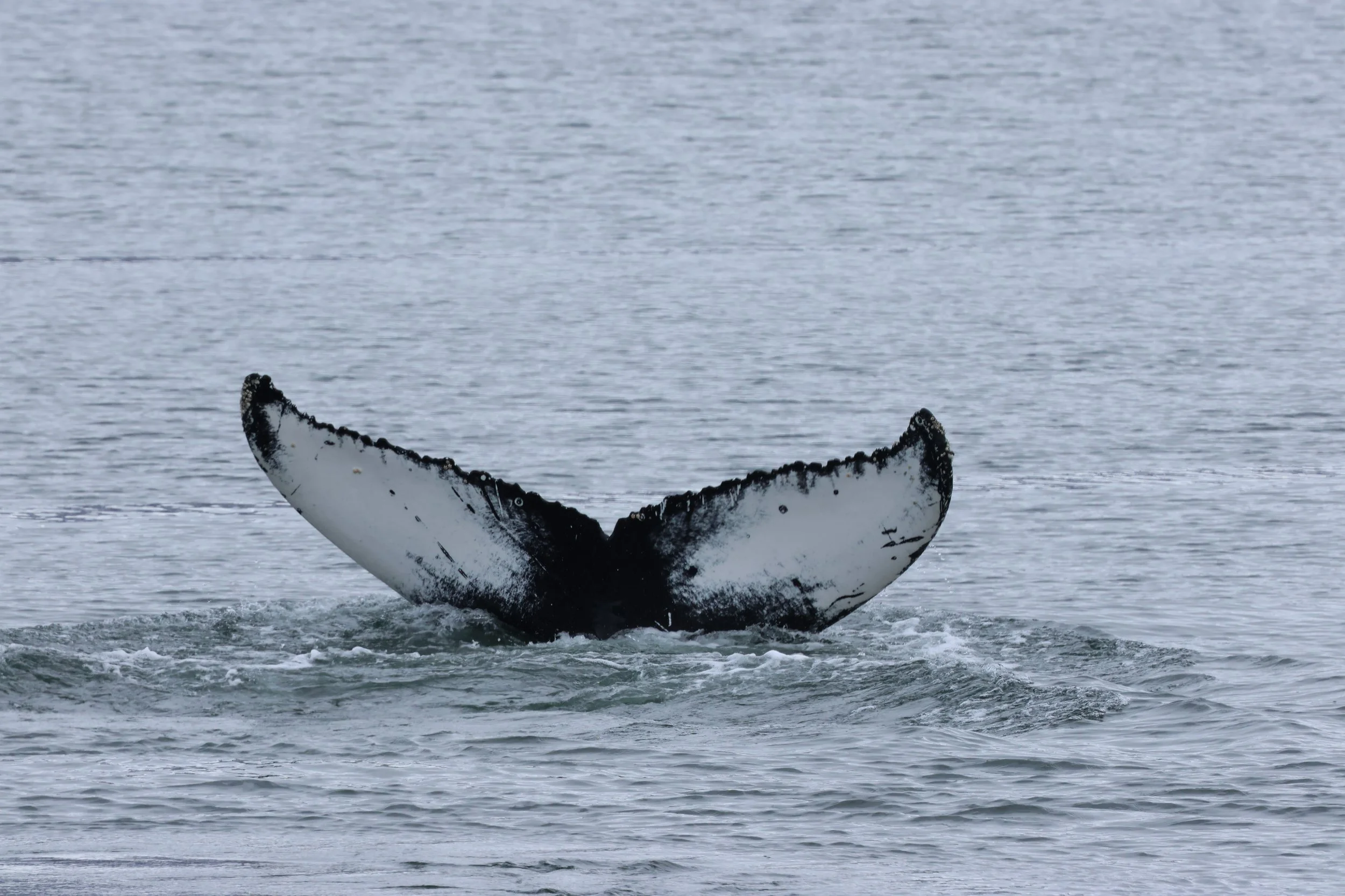 2026_04_26_1300_KON_GISELA (26).JPG