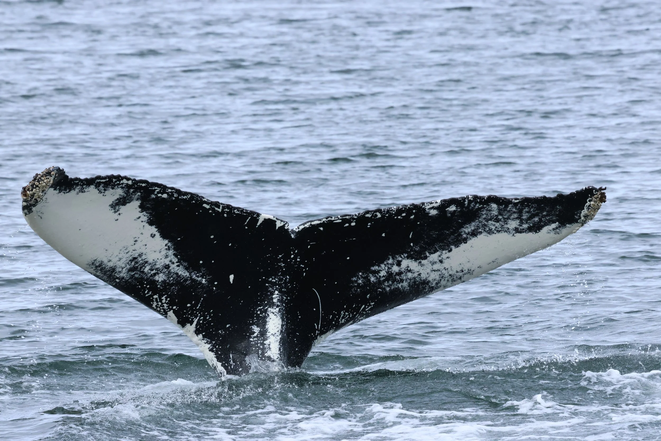 2026_04_26_1300_KON_GISELA (56).JPG