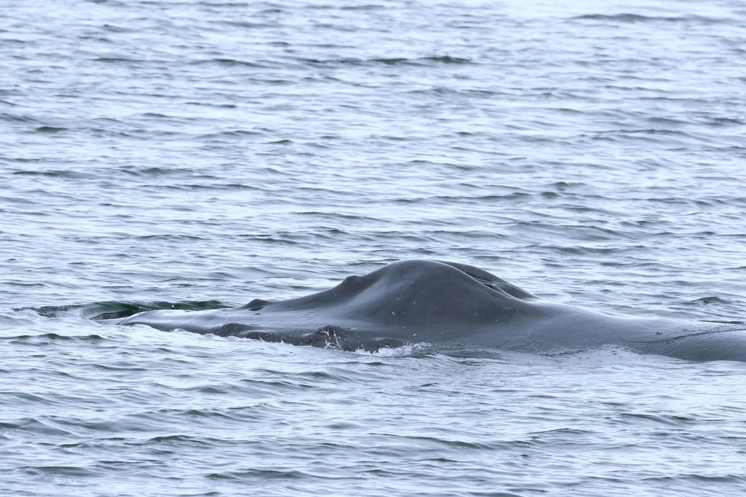 2026_04_26_1300_KON_GISELA (54).JPG