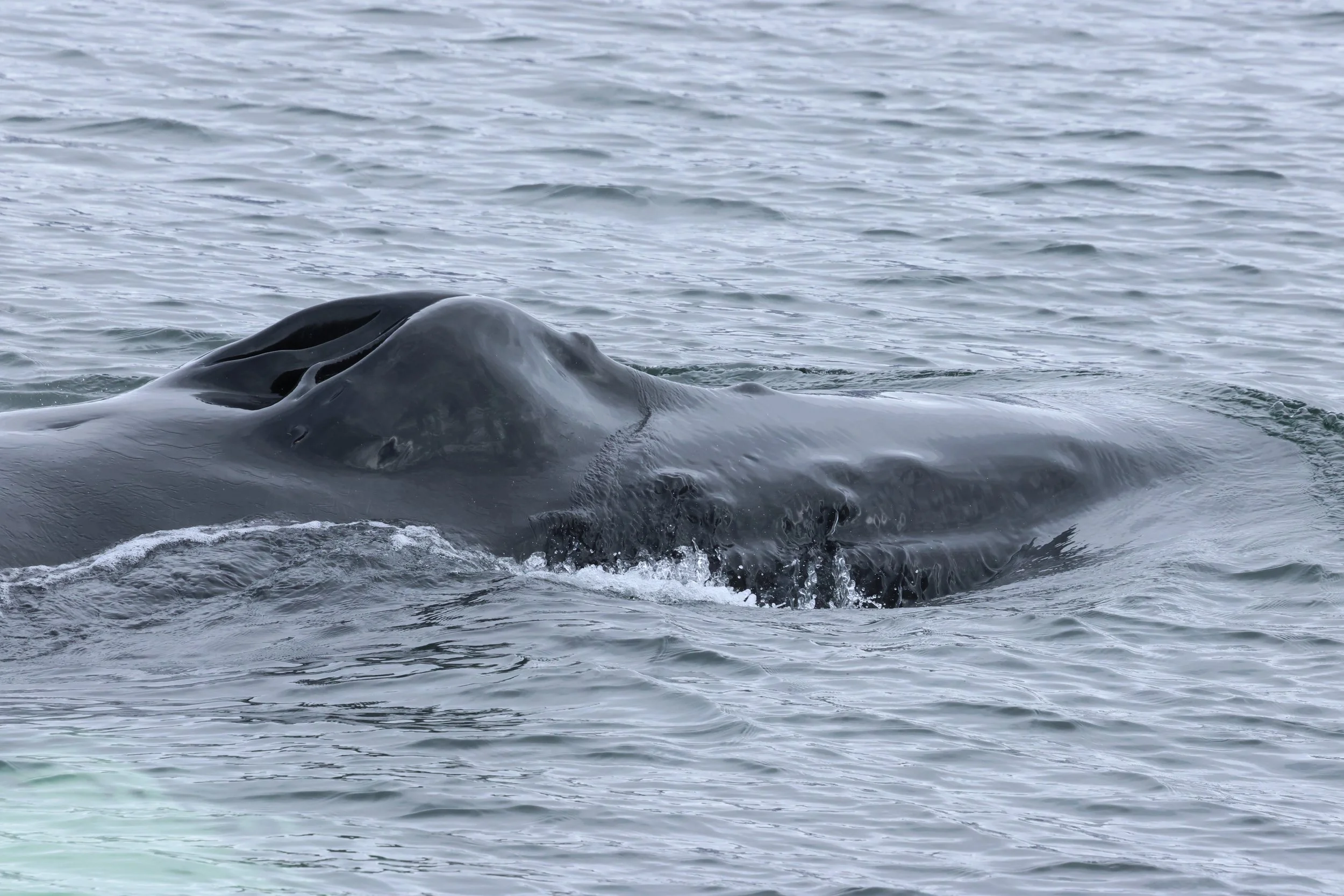 2026_04_26_1300_KON_GISELA (30).JPG