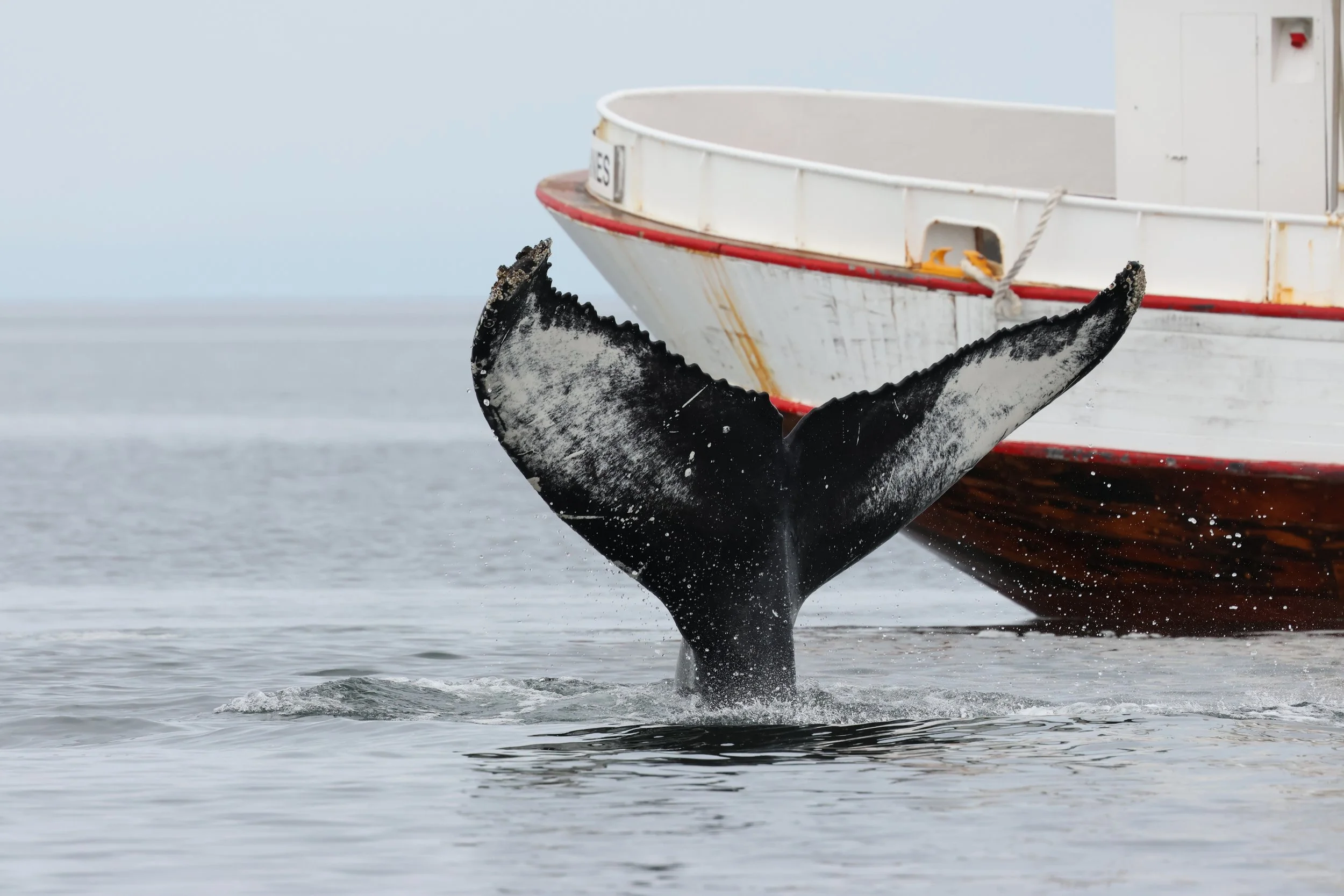 2026_04_26_1000_SOL_GISELA (17).JPG