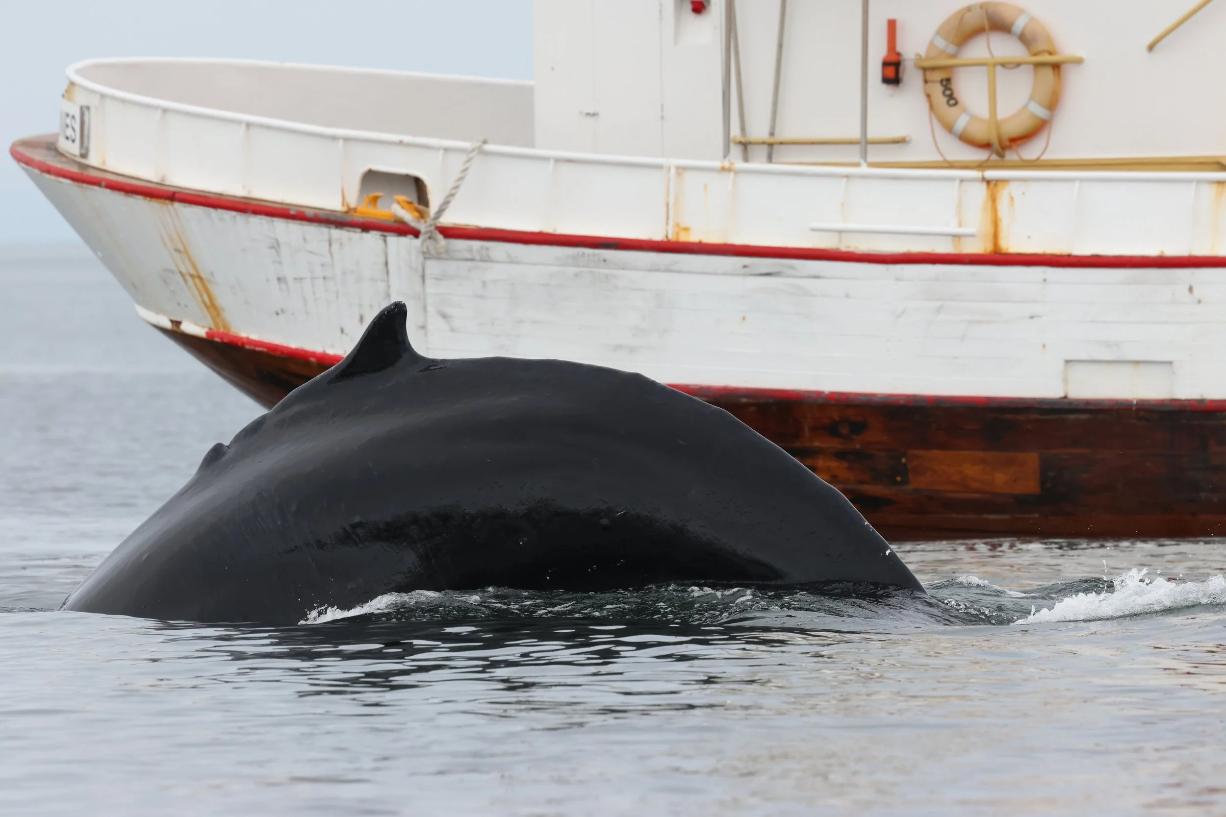 2026_04_26_1000_SOL_GISELA (16).JPG