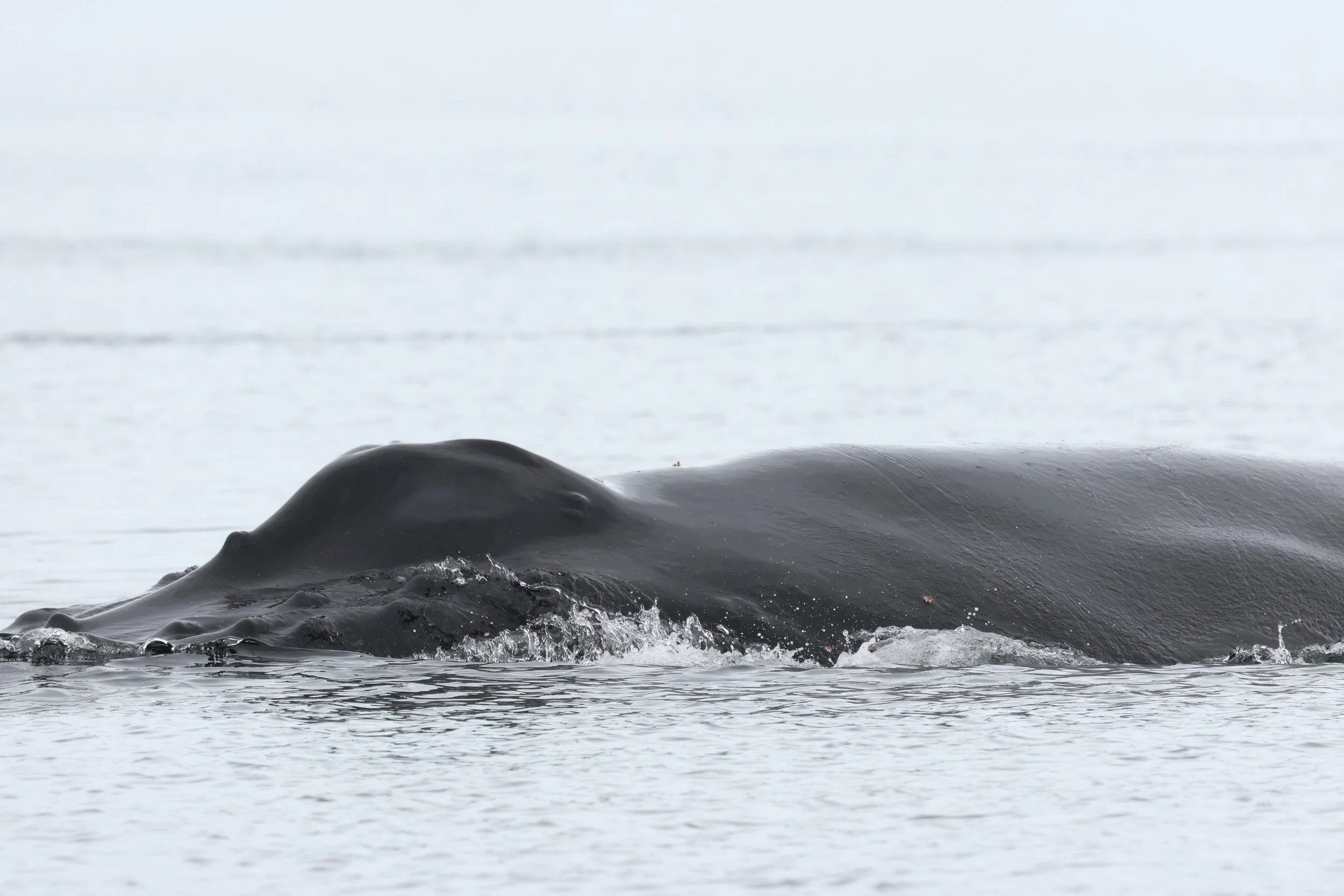 Sunday, 26 April 2026