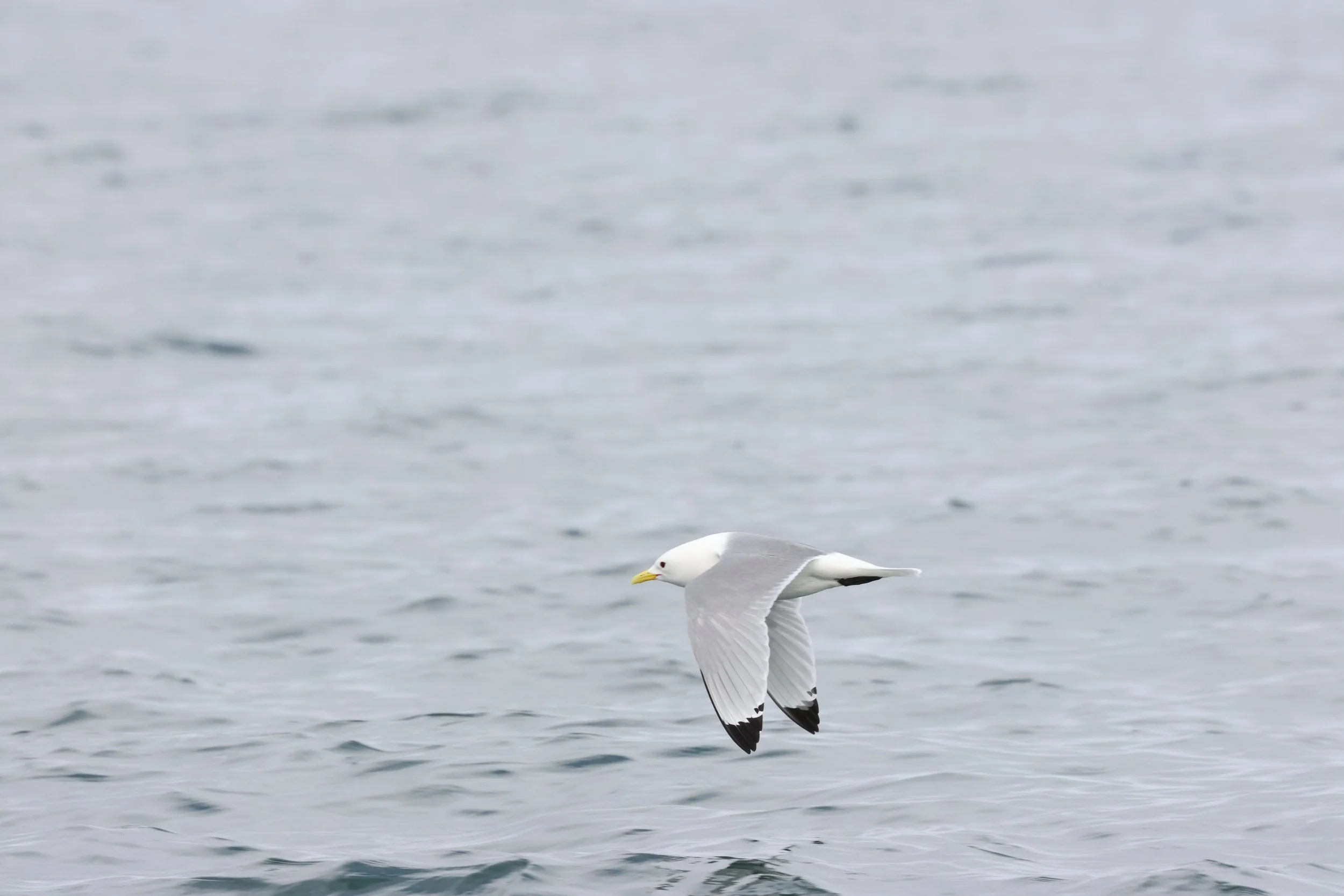 2026_04_30_1000_SOL_GISELA (2).JPG