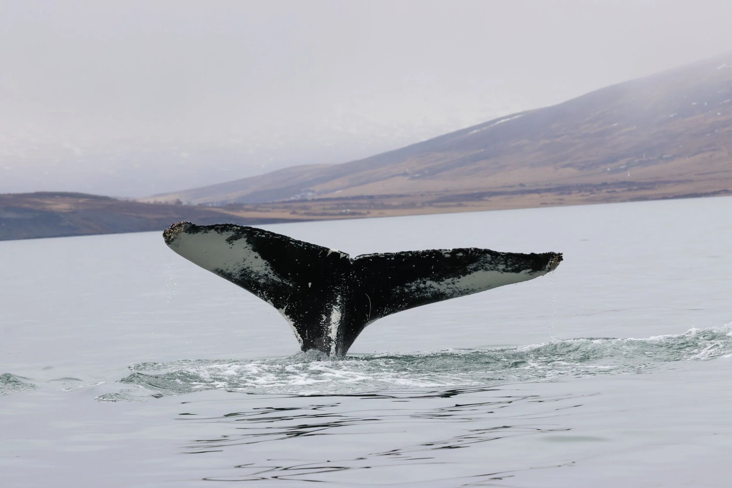 2026_04_30_1000_SOL_GISELA (23).JPG