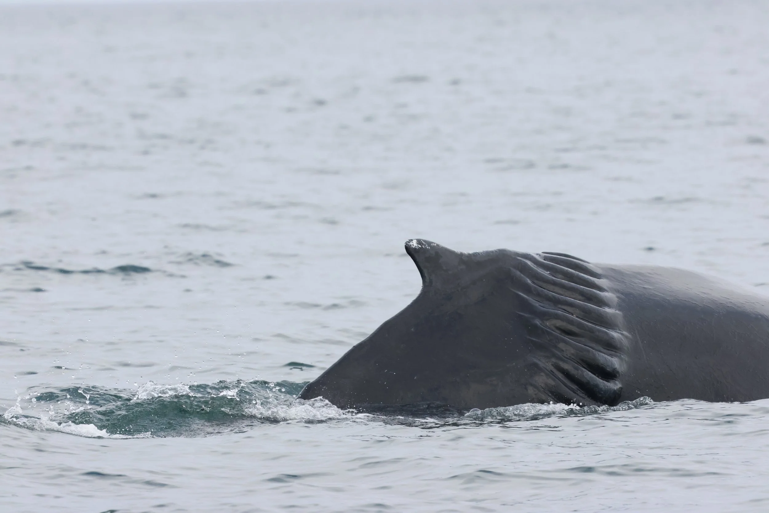 2026_04_30_1000_SOL_GISELA (3).JPG