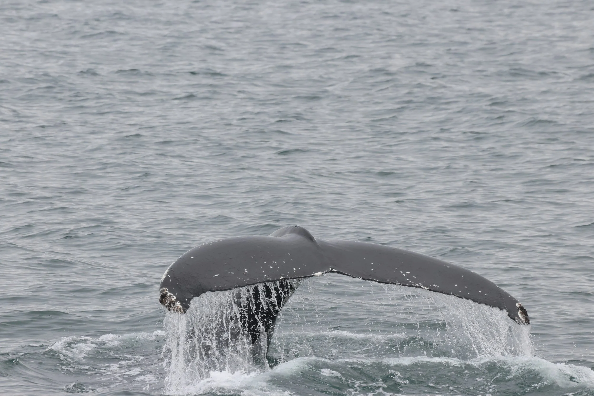 2026_04_30_0900_KON_JACOB (35).JPG