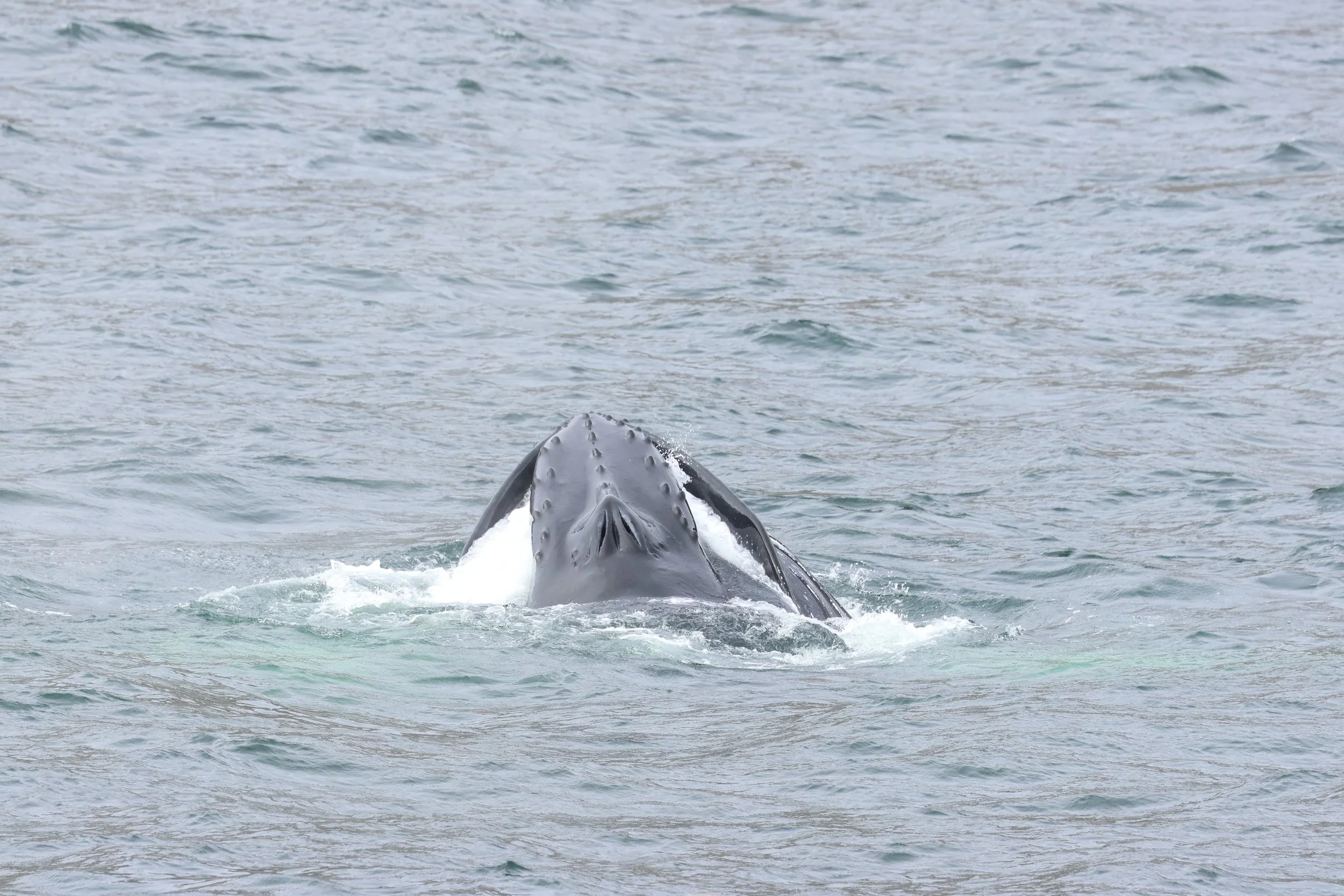 2026_07_27_0900_HOL_GISELA (113).JPG