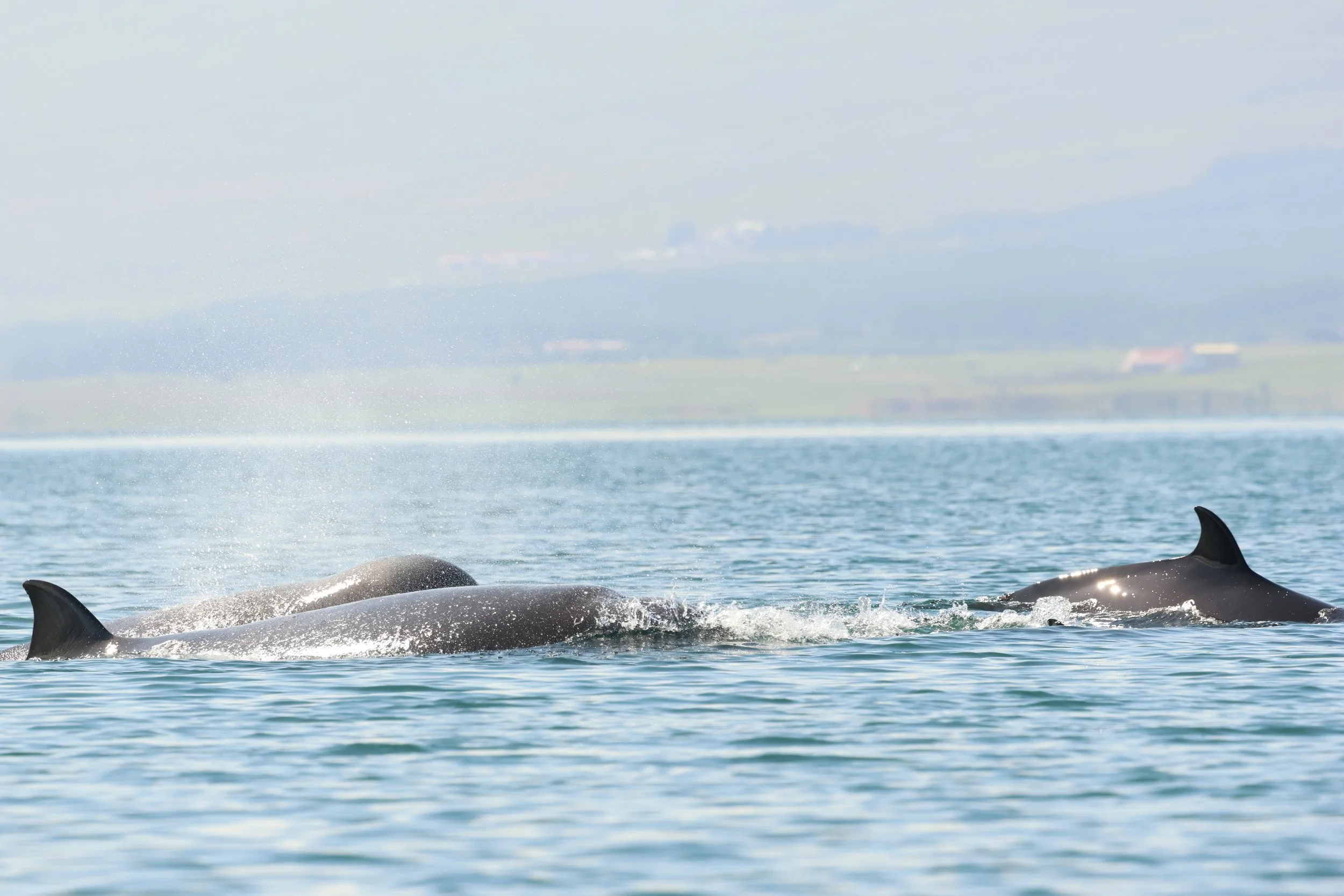 2026_08_04_1000_SOL_Gema (38).JPG
