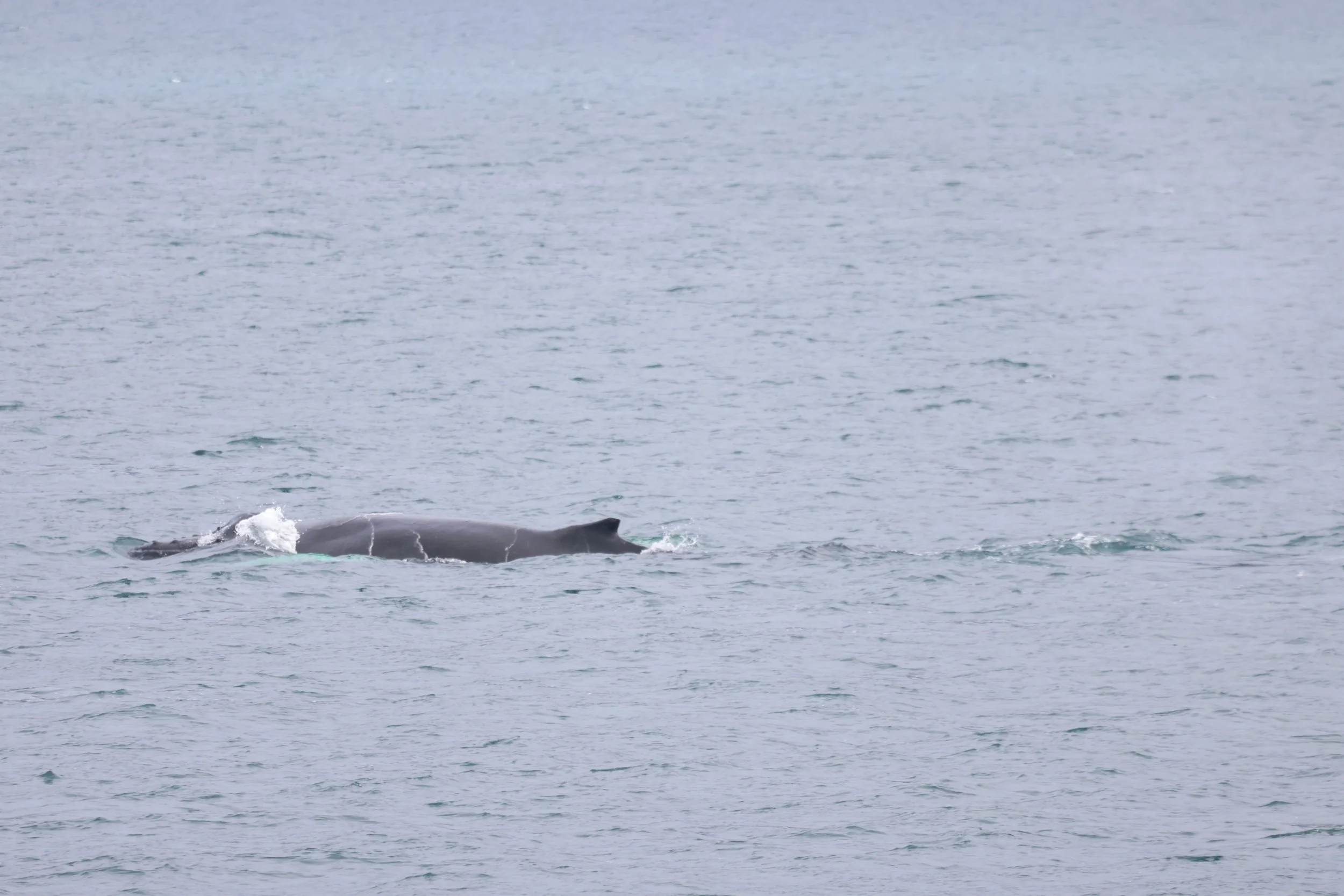 2026_08_29_1300_HOL_TENA (17).JPG