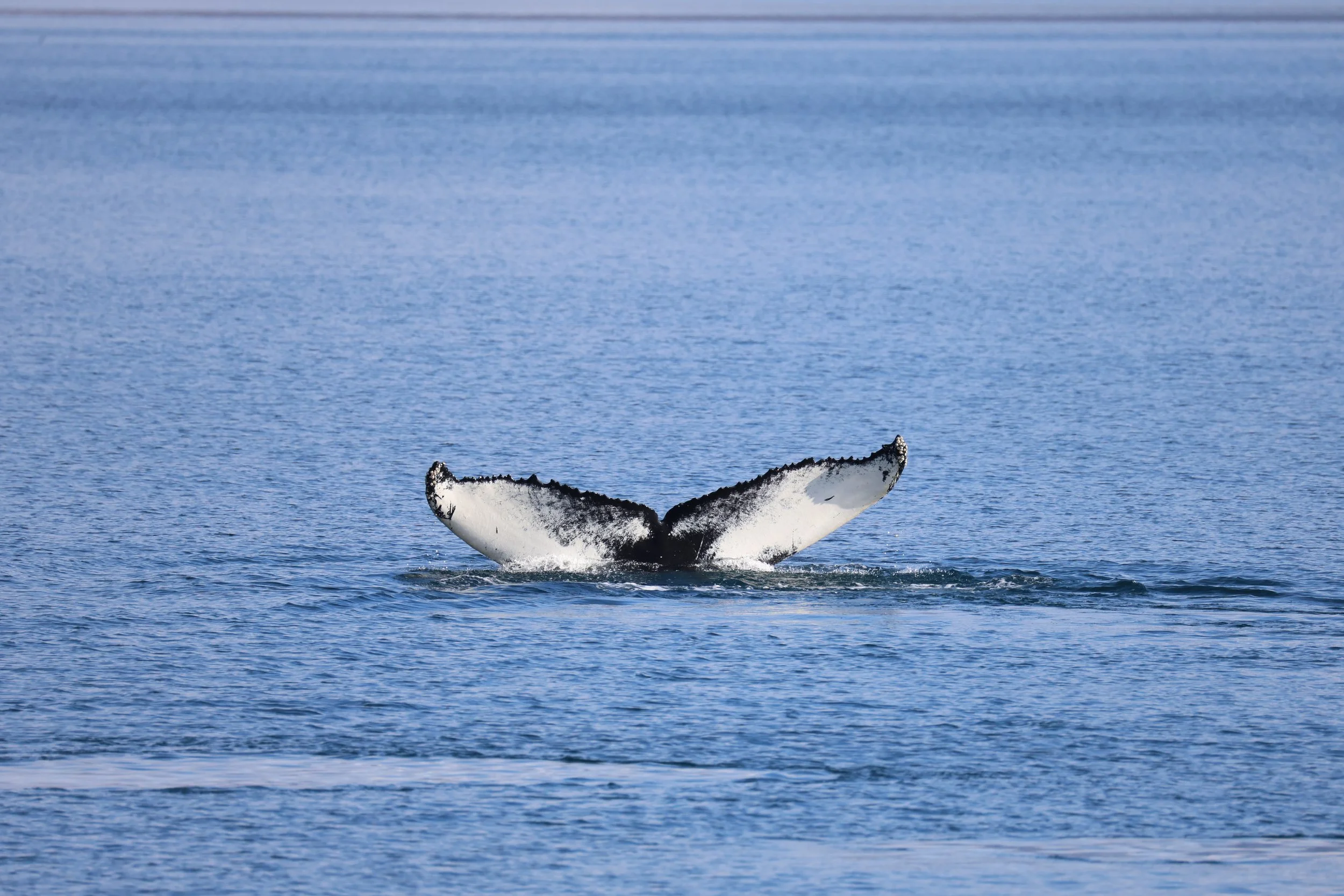 2026_08_30_0900_HOL_THORGEIR (11).JPG