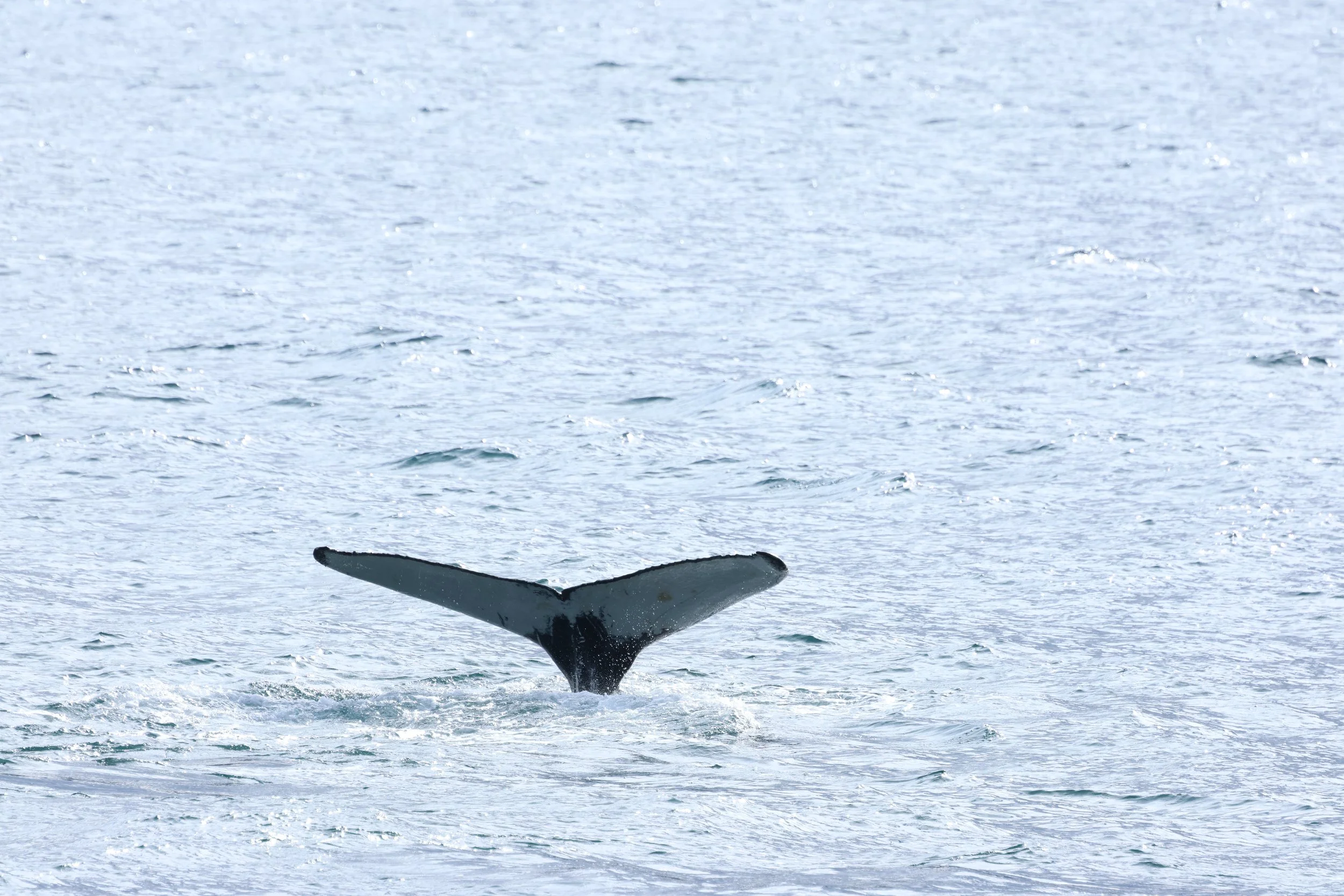 2026_09_01_0900_HOL_GISELA (84).JPG