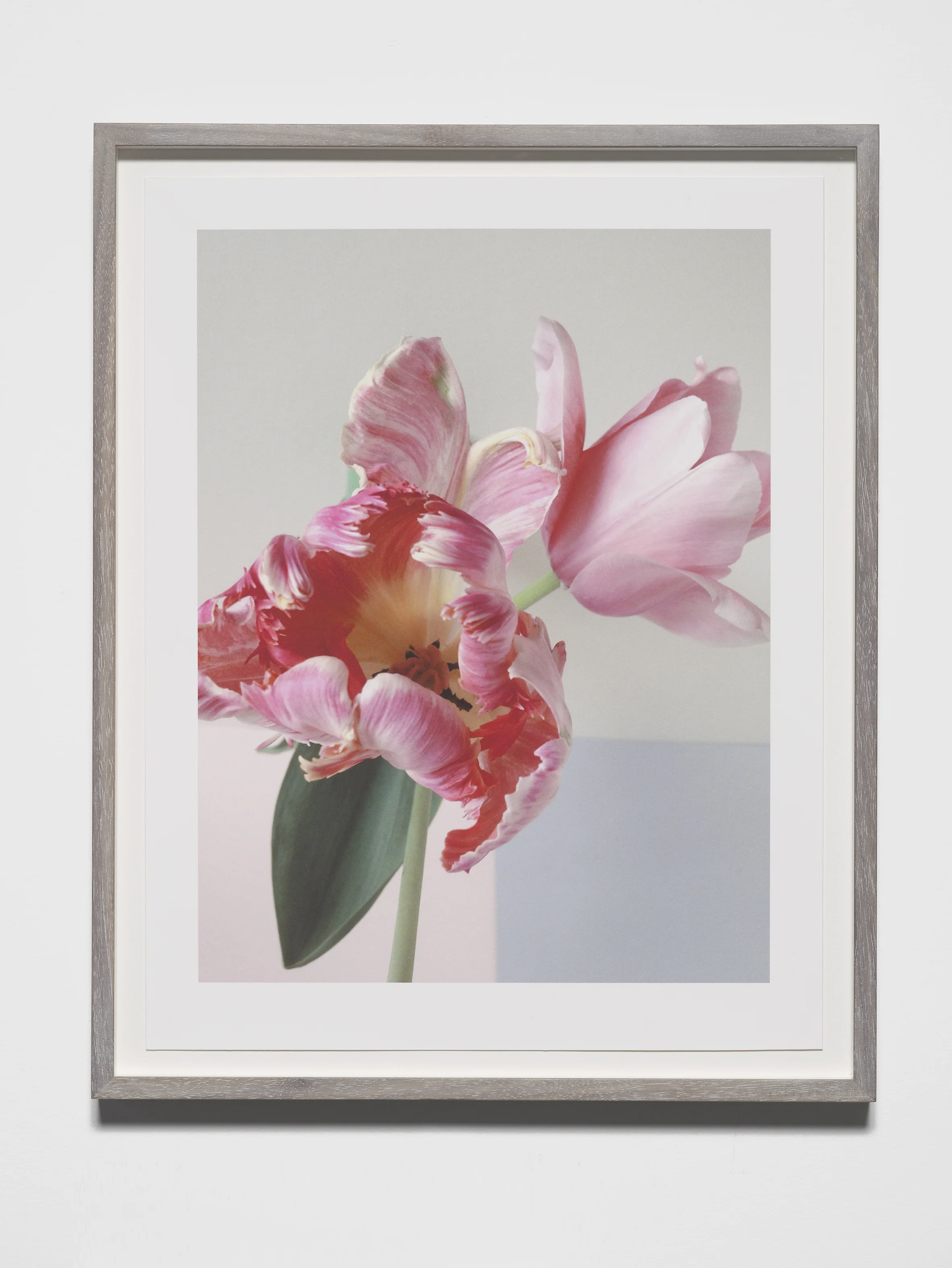 Georgie Hopton Two Tulips with Blue Square , 2013 Archival inkjet print on Somerset Satin Enhanced 330gsm, 42x29.7cm Edition of 25 Signed and Numbered by the Artist