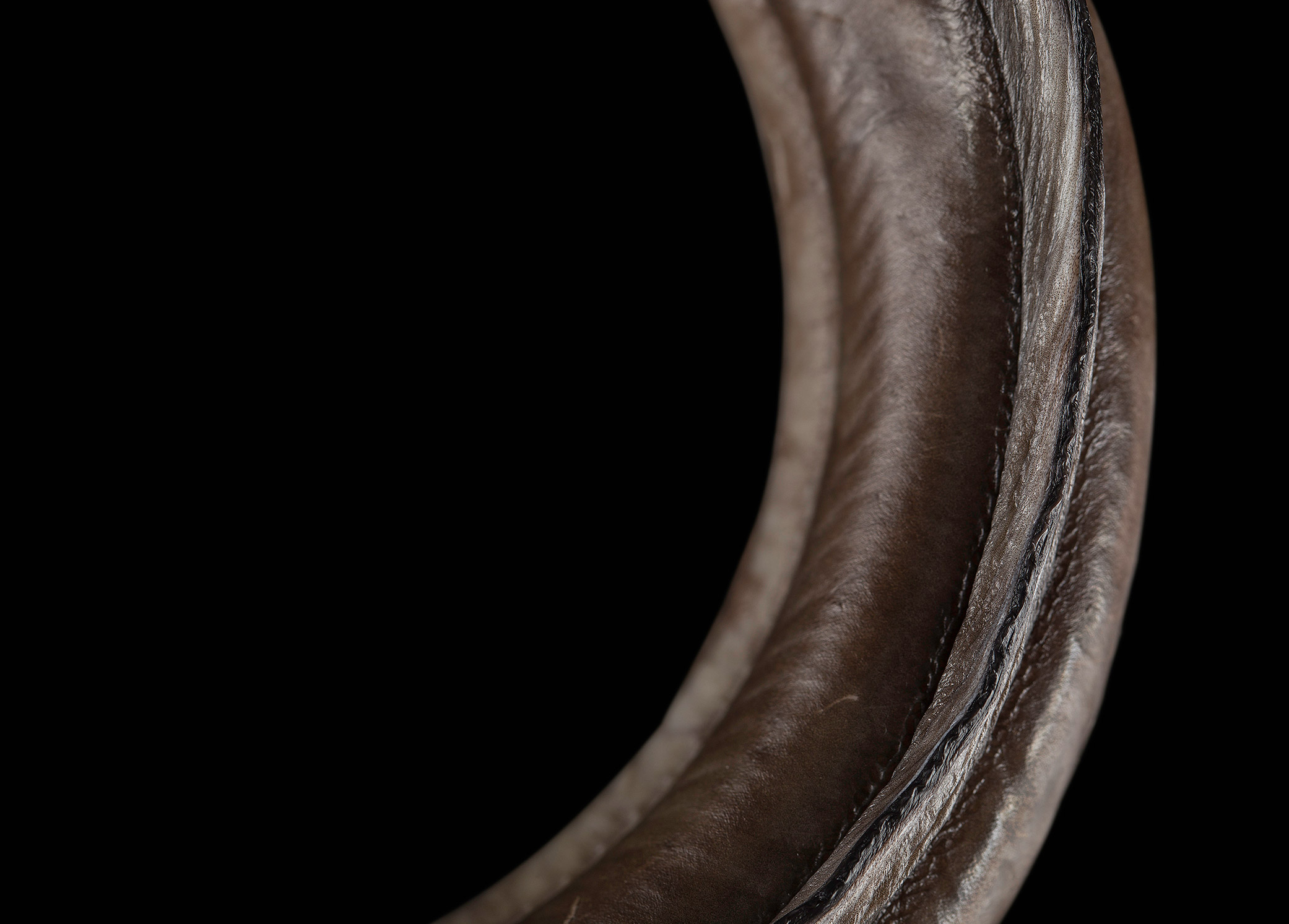 European Eel Back