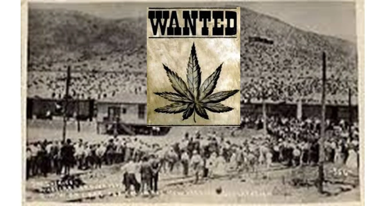 El Paso, Texas wanted an excuse to search, detain and deport Mexican immigrants. That excuse become the newly outlawed marijuana.