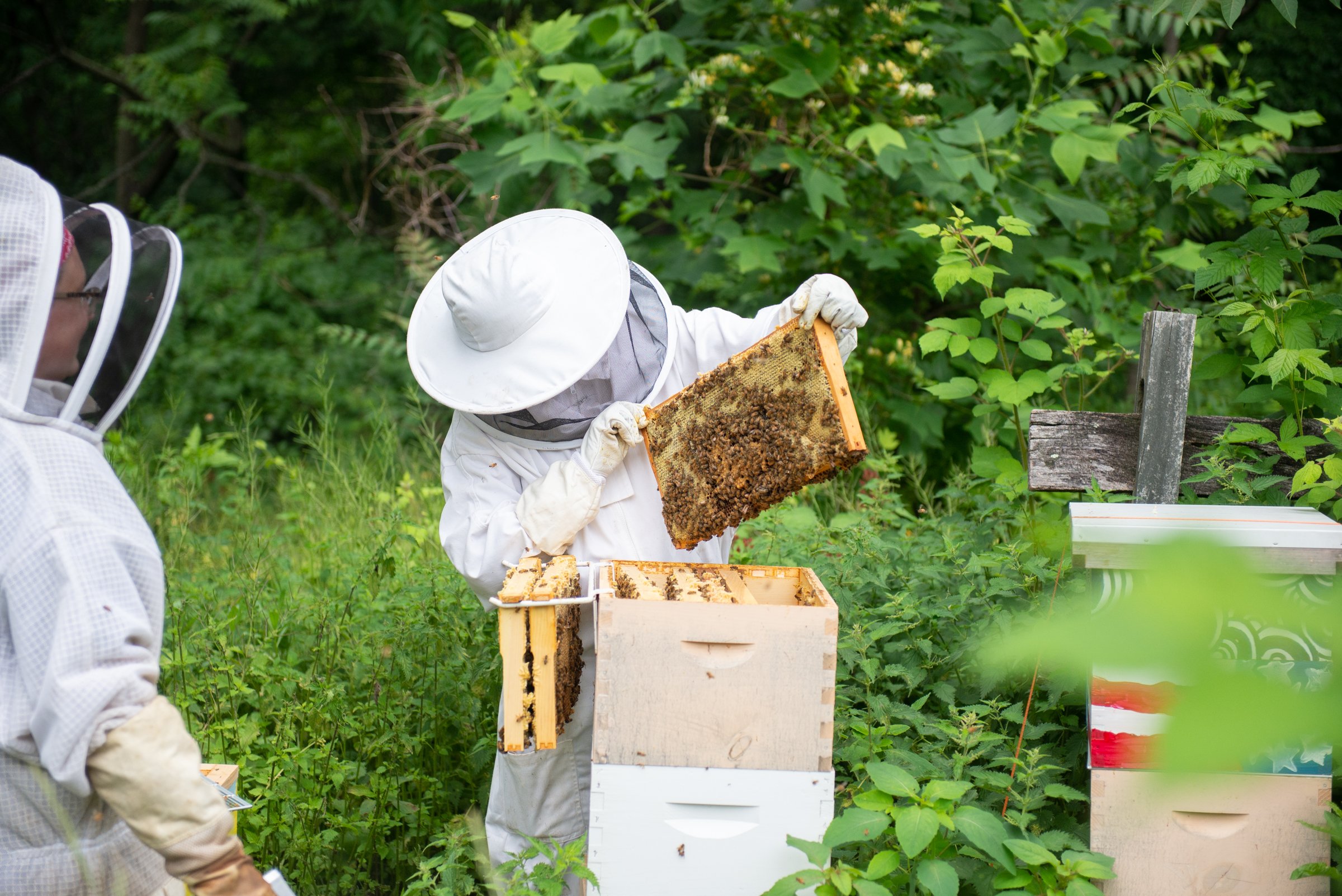 Alyssa Scarborough and Melissa of Phoenixville Honey harvesting honey from Soltane's honey bee hives. 