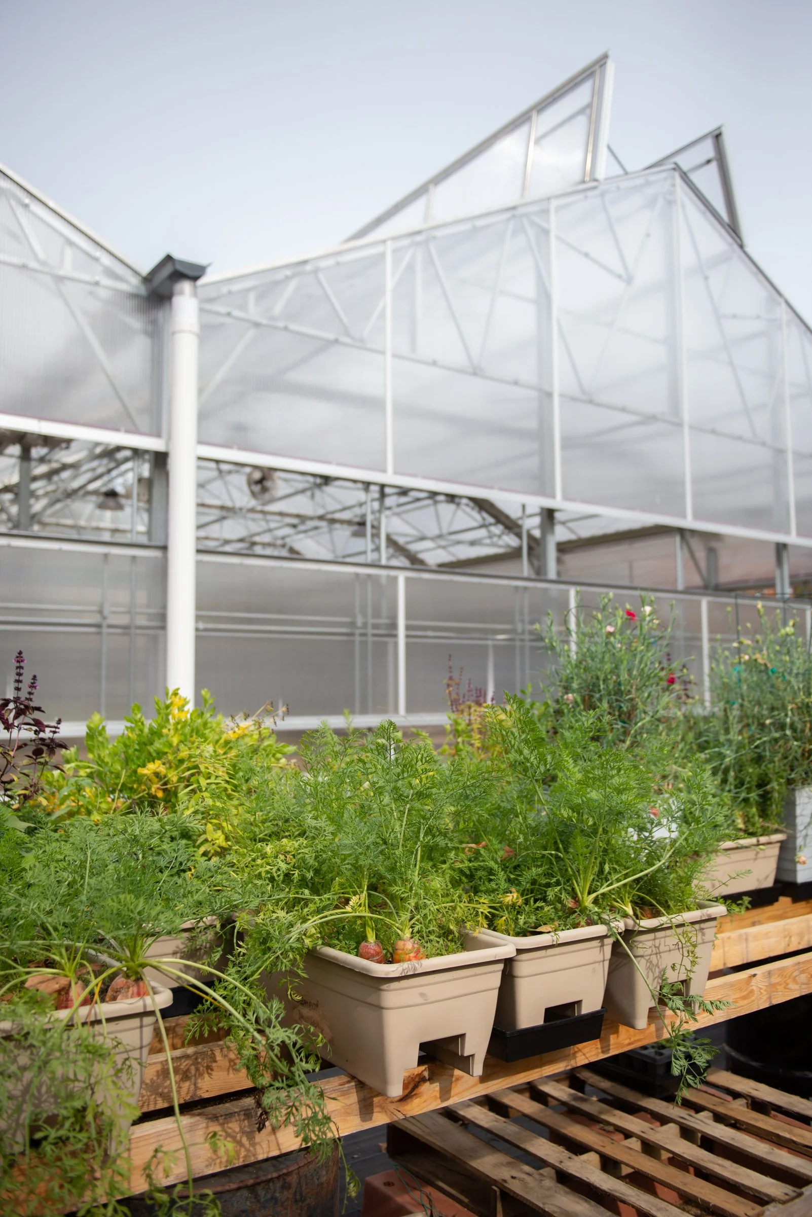 greenhouse plants_10.jpg