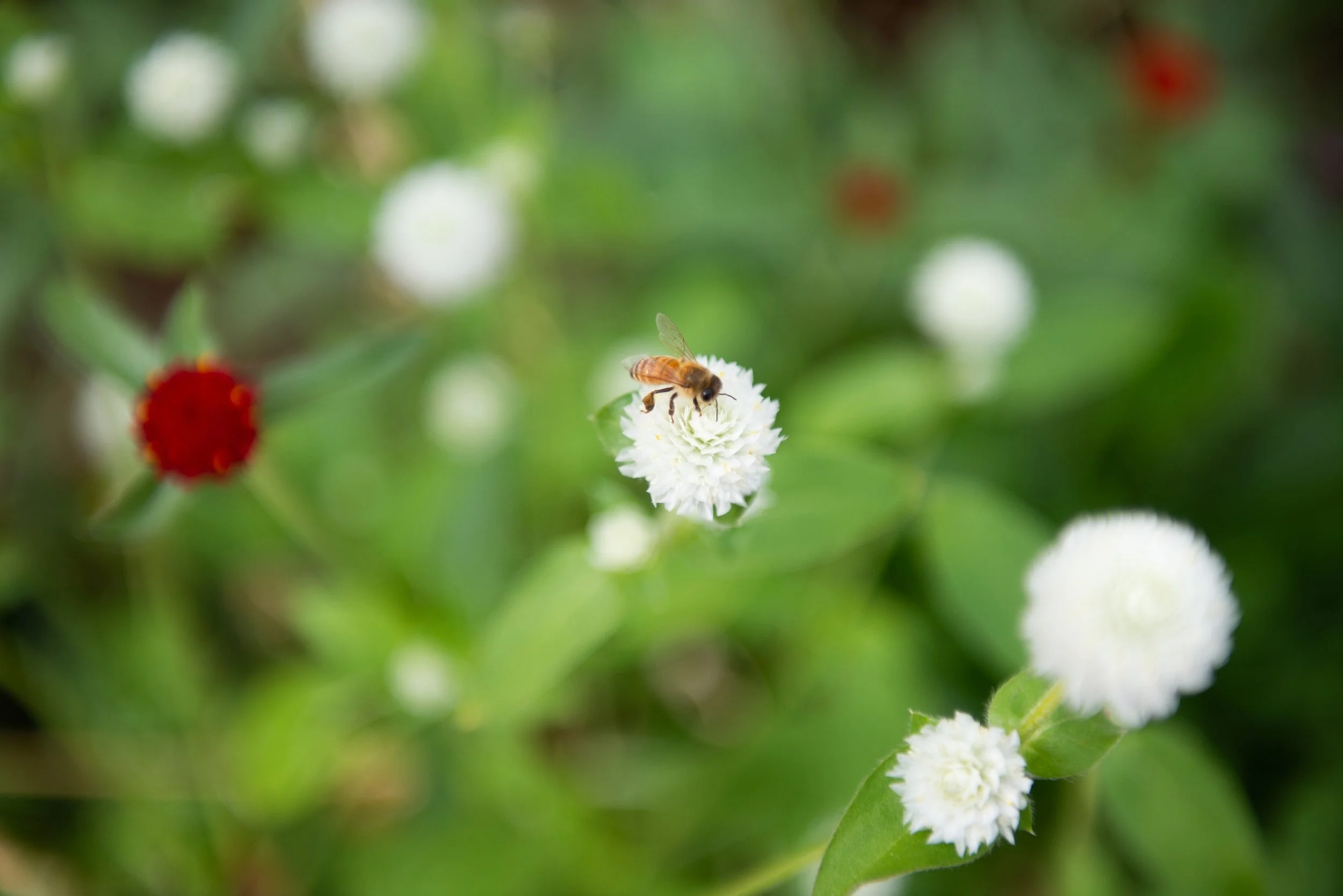 greenhouse plants_8.jpg
