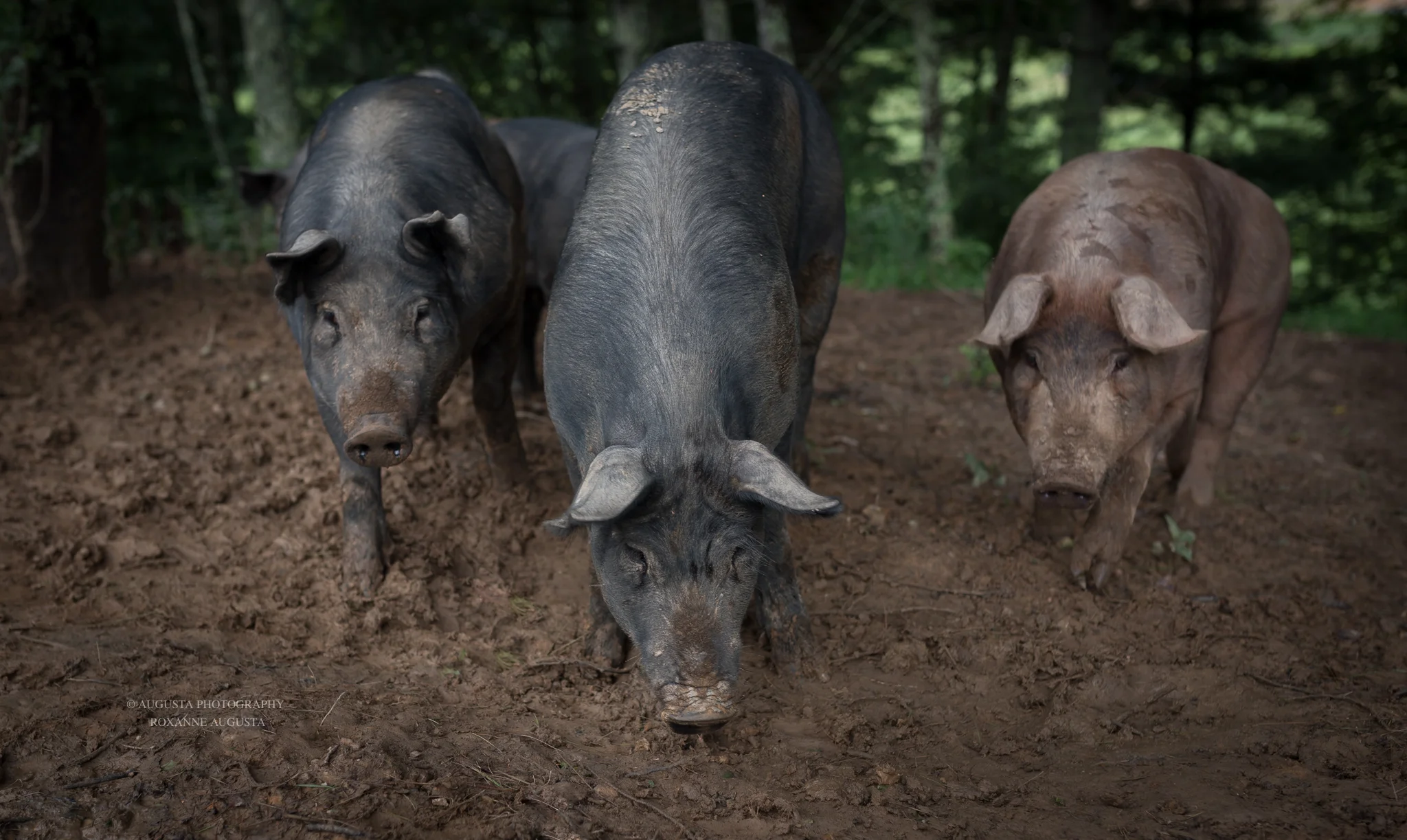 pigs.jpg