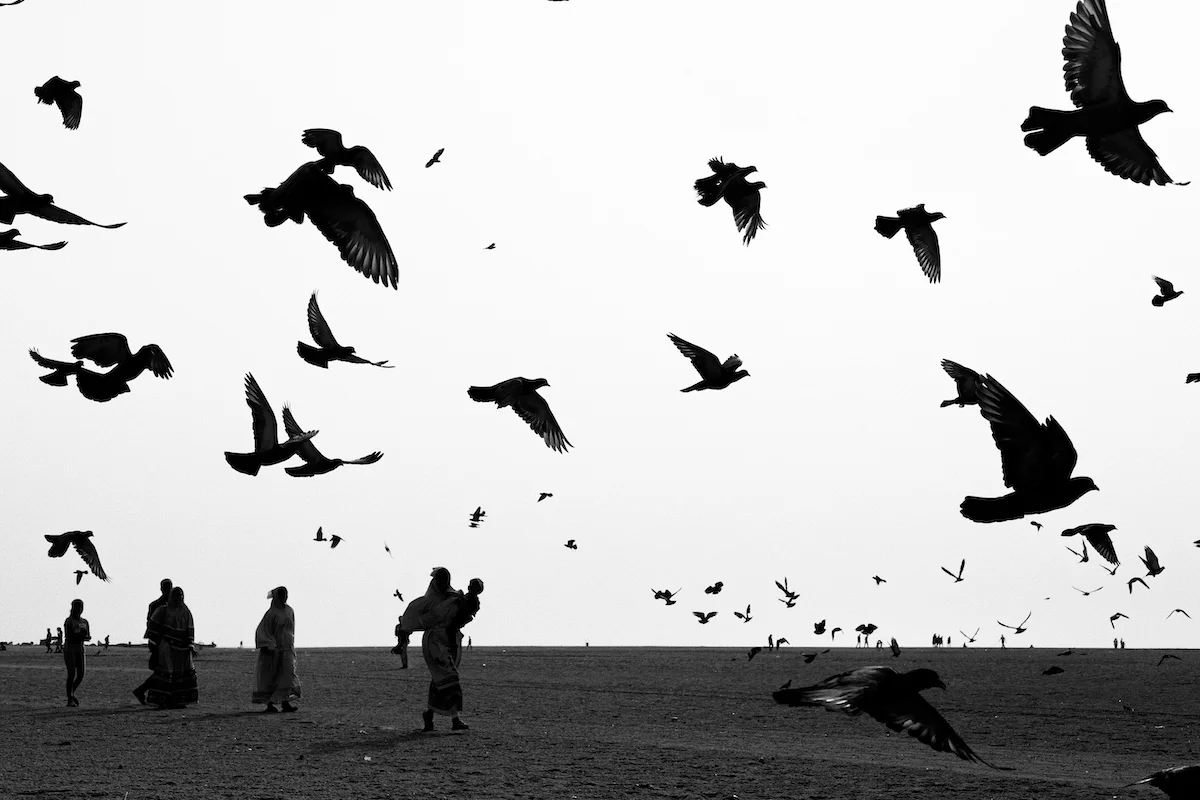 Flock of Pigeons at Marina Beach